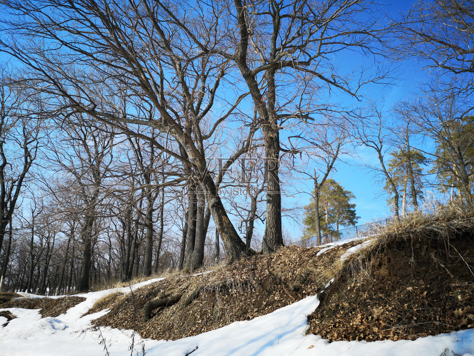 冬季俄罗斯森林景观以树木为主，早春冰雪融化照片摄影图片