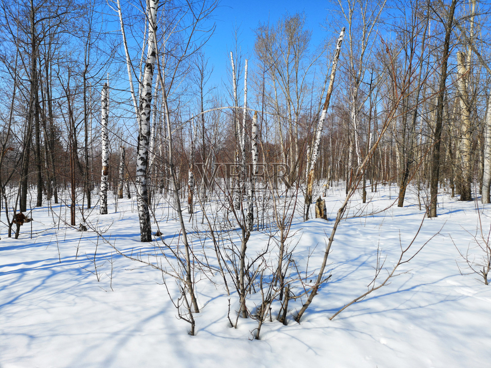 冬季的俄罗斯森林景观与树木在初春的一个阳光明媚的日子，融雪照片摄影图片
