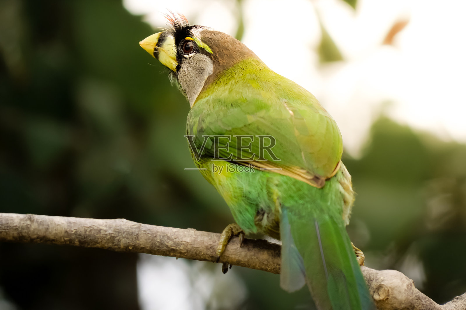 Fire-tufted巨嘴鸟照片摄影图片