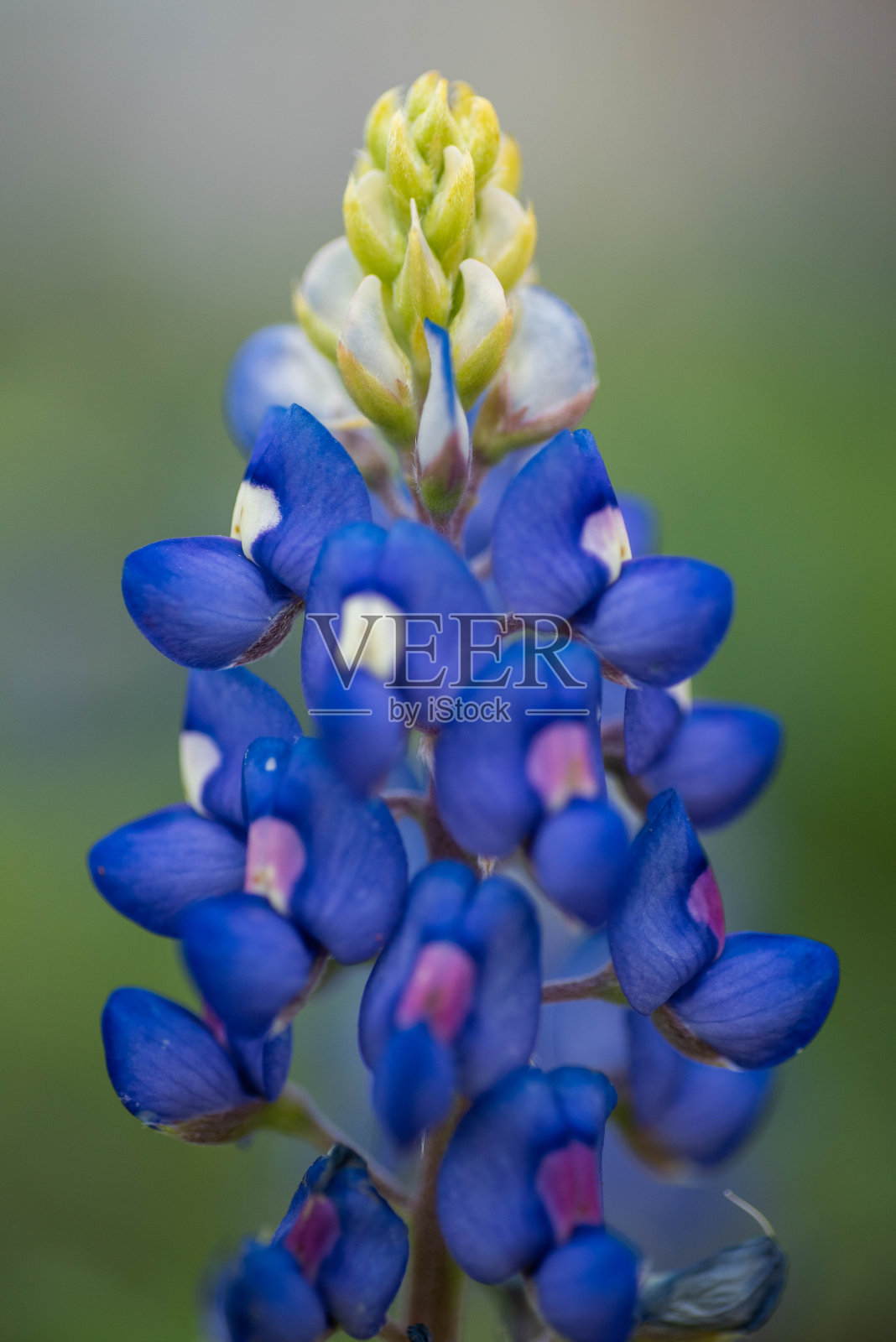 德克萨斯州的矢车菊照片摄影图片