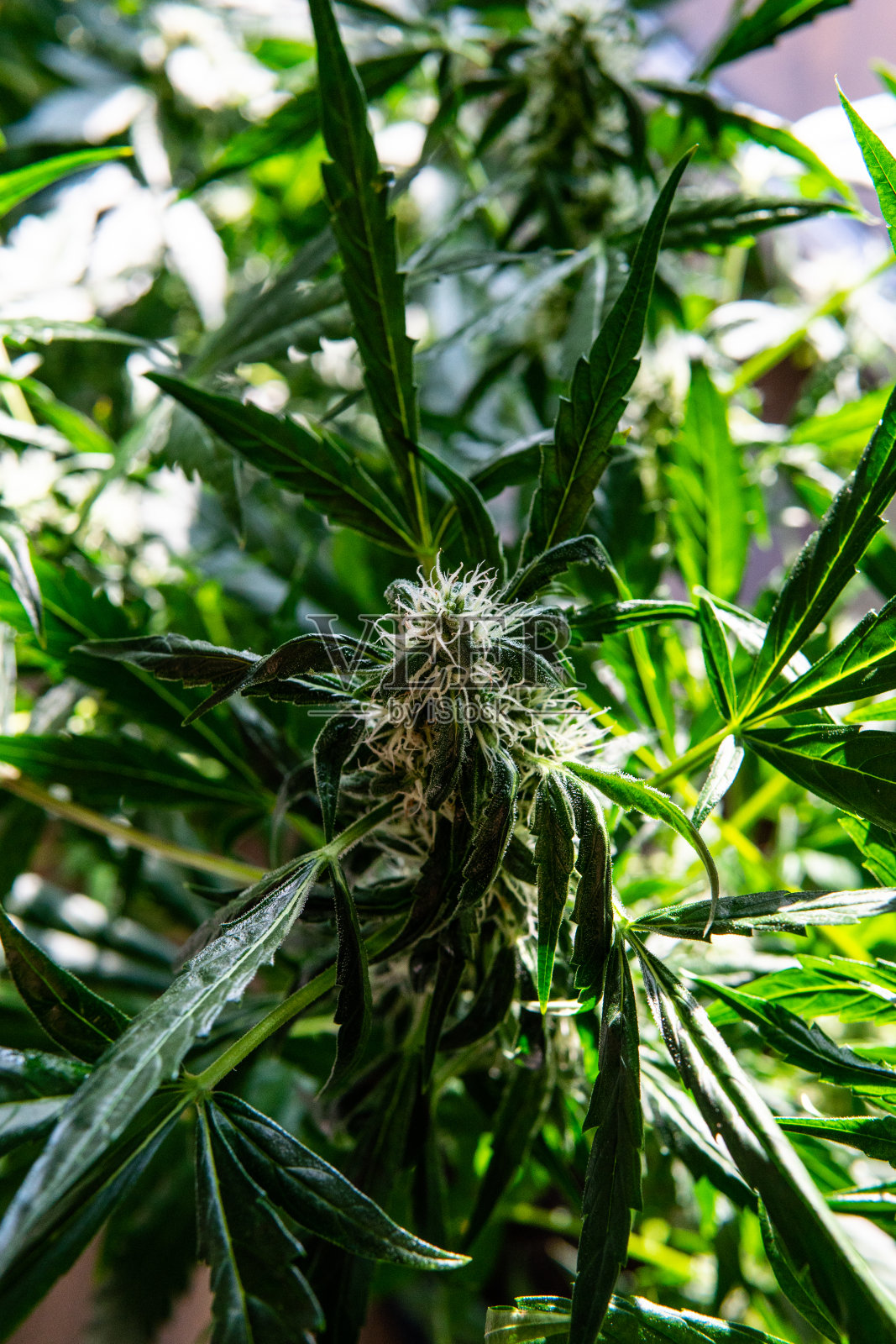 新鲜大麻的详细收获。大麻雌植物的大芽。2019年的医疗菌株照片摄影图片