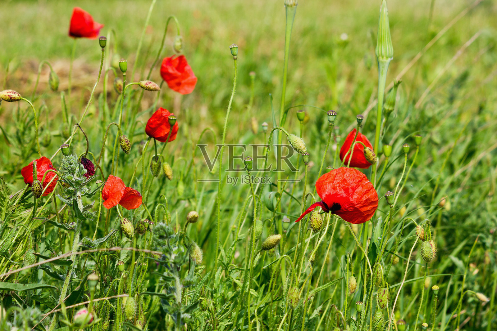 红色罂粟花照片摄影图片