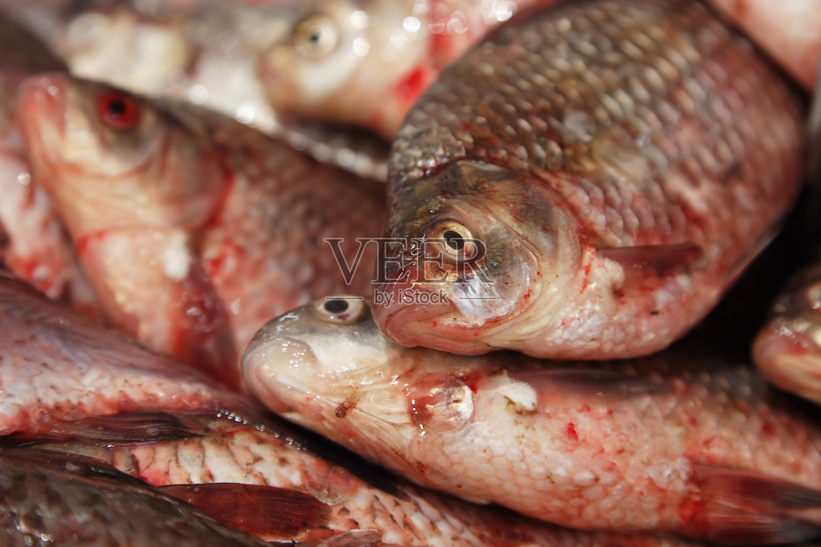 生鱼死鱼血照片摄影图片