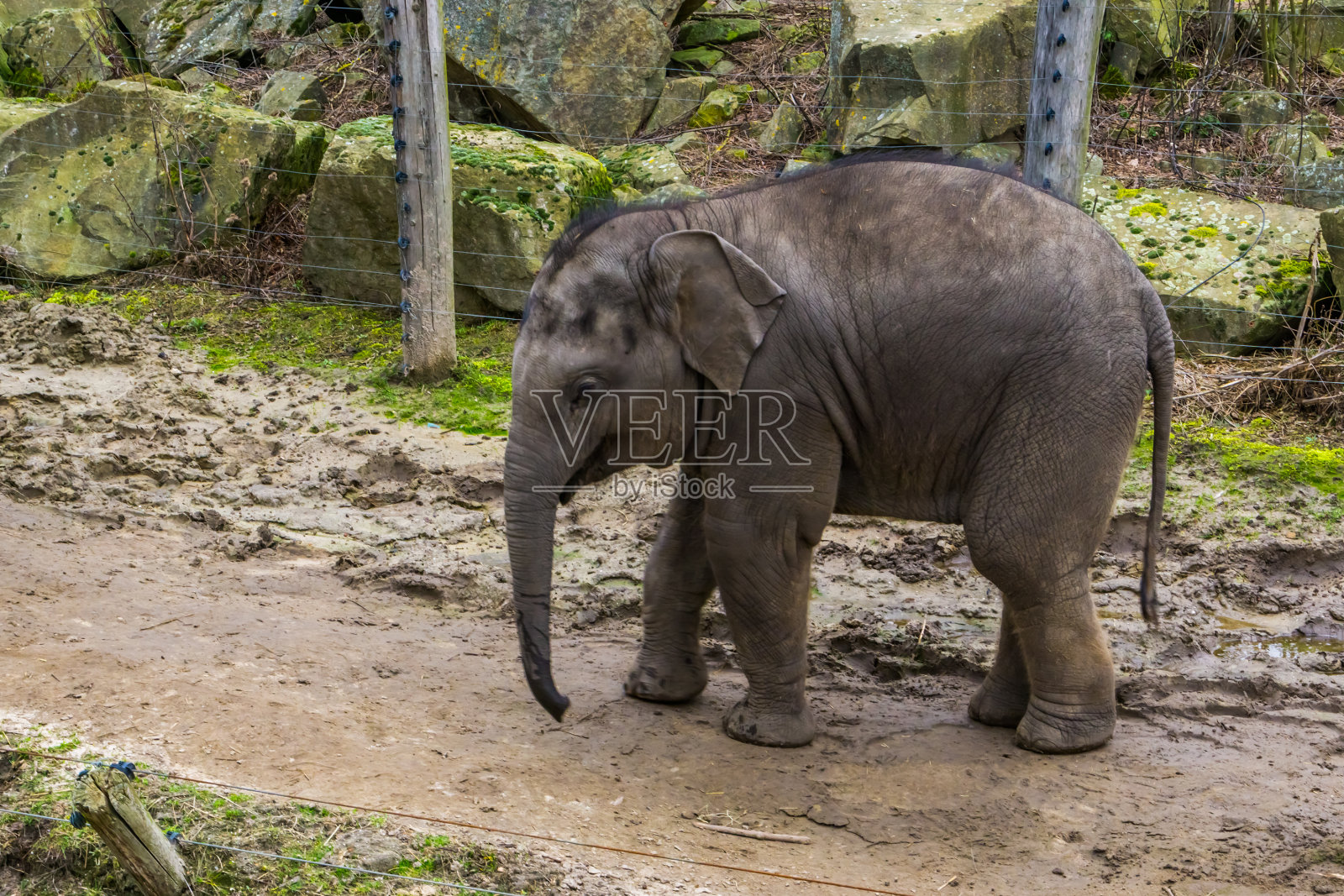 可爱的年轻亚洲象在特写，象幼崽的肖像，濒危动物来自亚洲照片摄影图片