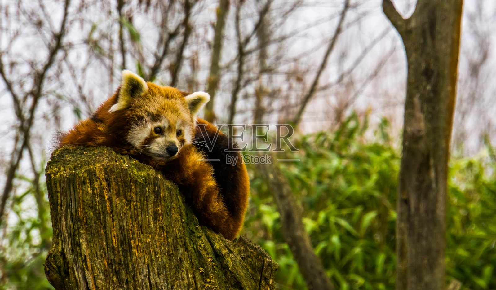 这是一只小熊猫躺在树桩上的特写，来自亚洲的濒危动物照片摄影图片