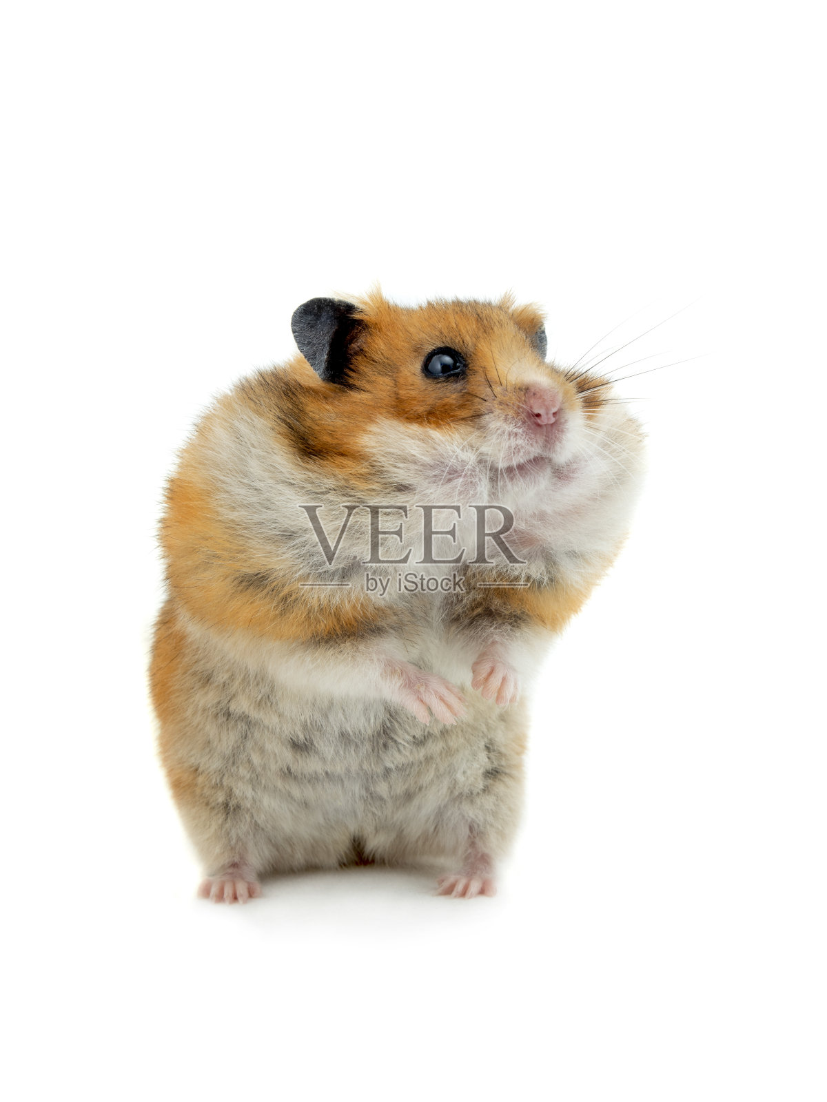 仓鼠后腿站立，白色背景照片摄影图片