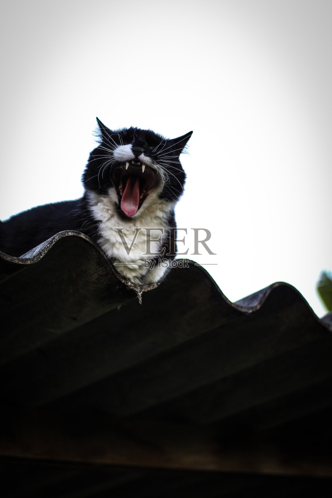 宠物照片摄影图片