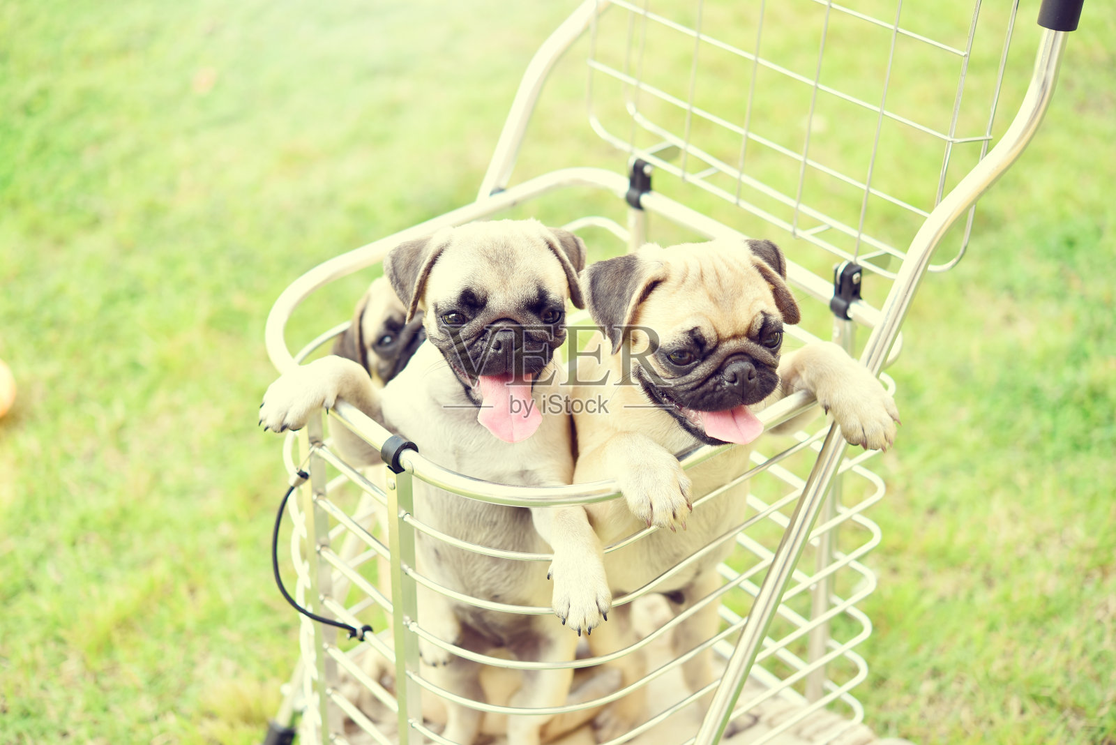 小狗帕格在购物卡车照片摄影图片