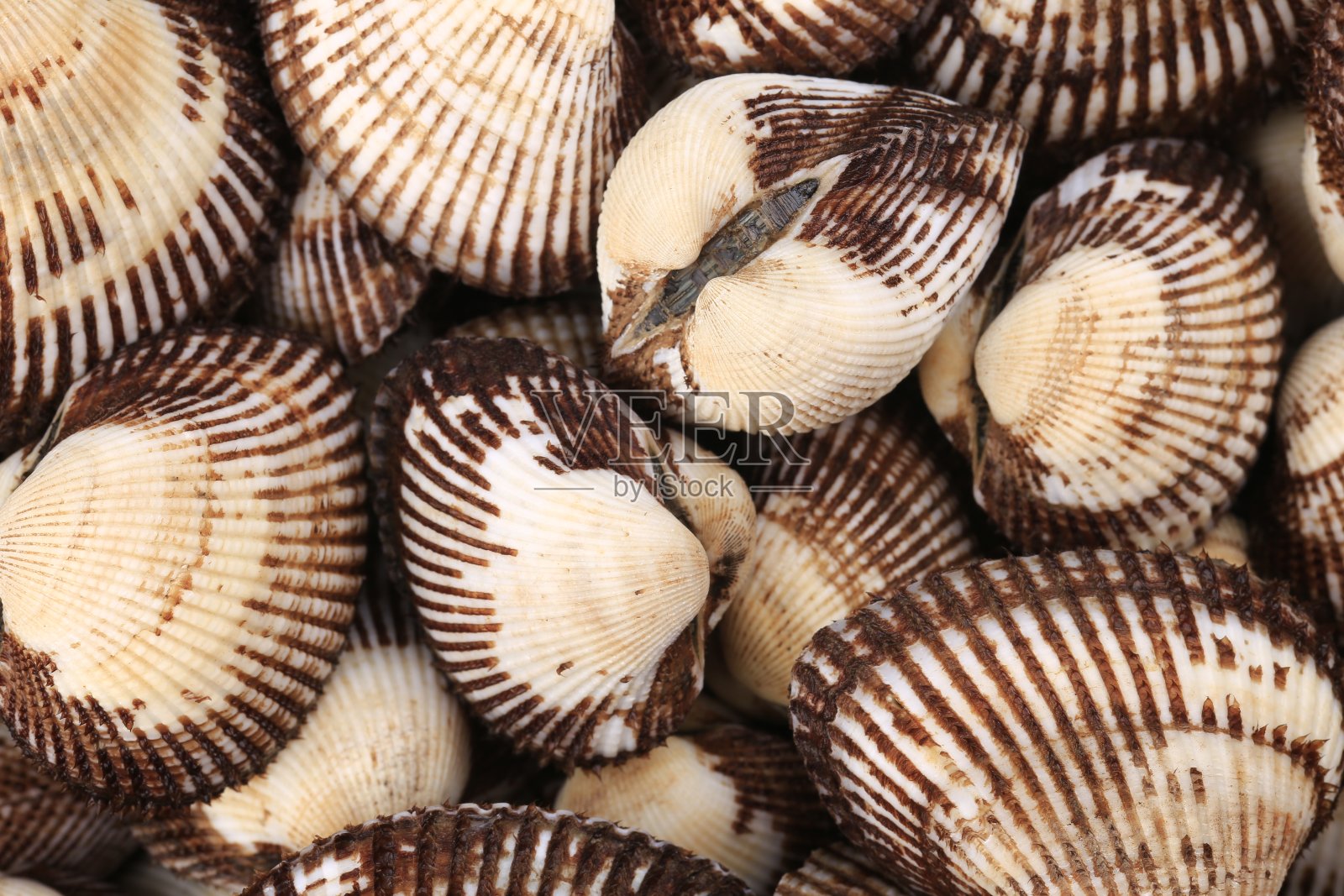 白色背景上的甲壳照片摄影图片