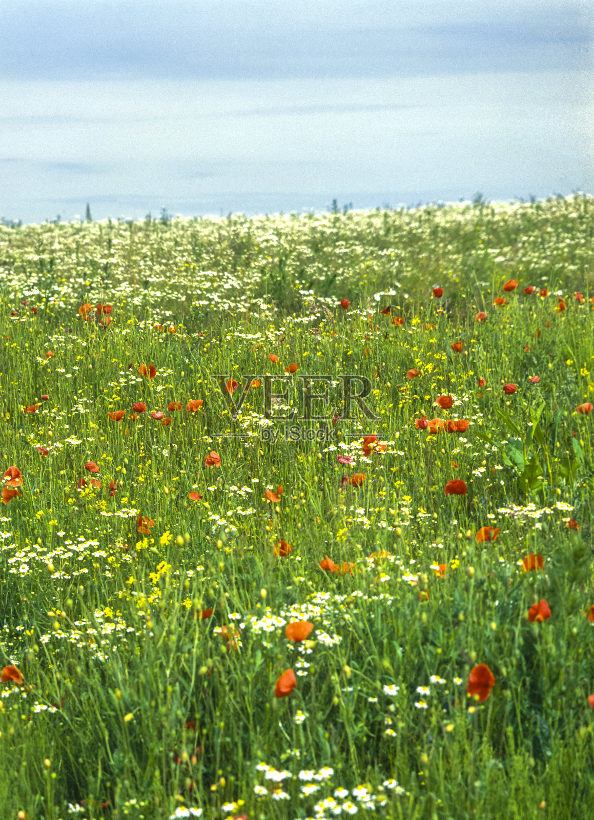 美丽的花野照片摄影图片