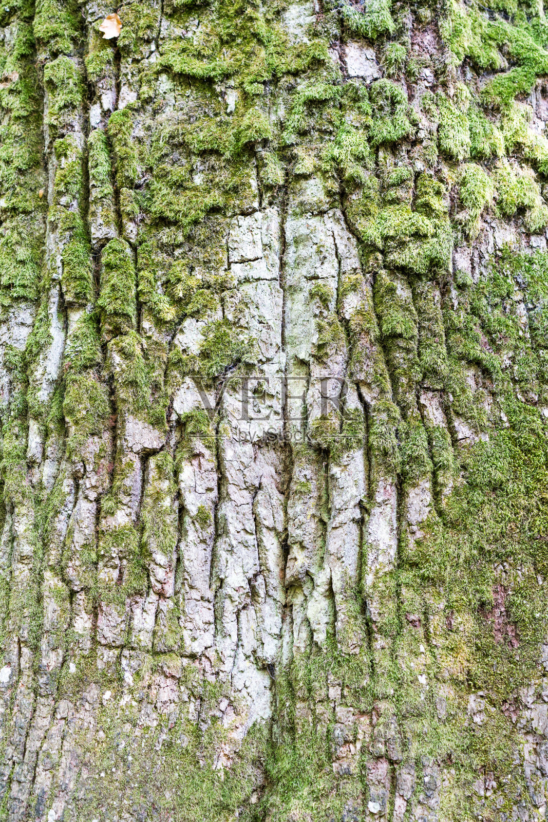 以绿色草地为自然背景的老树皮照片摄影图片