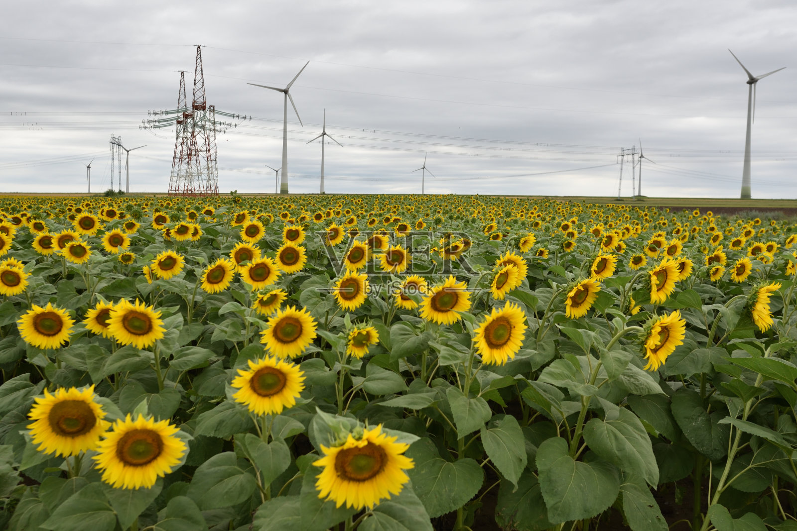 山间的向日葵田照片摄影图片