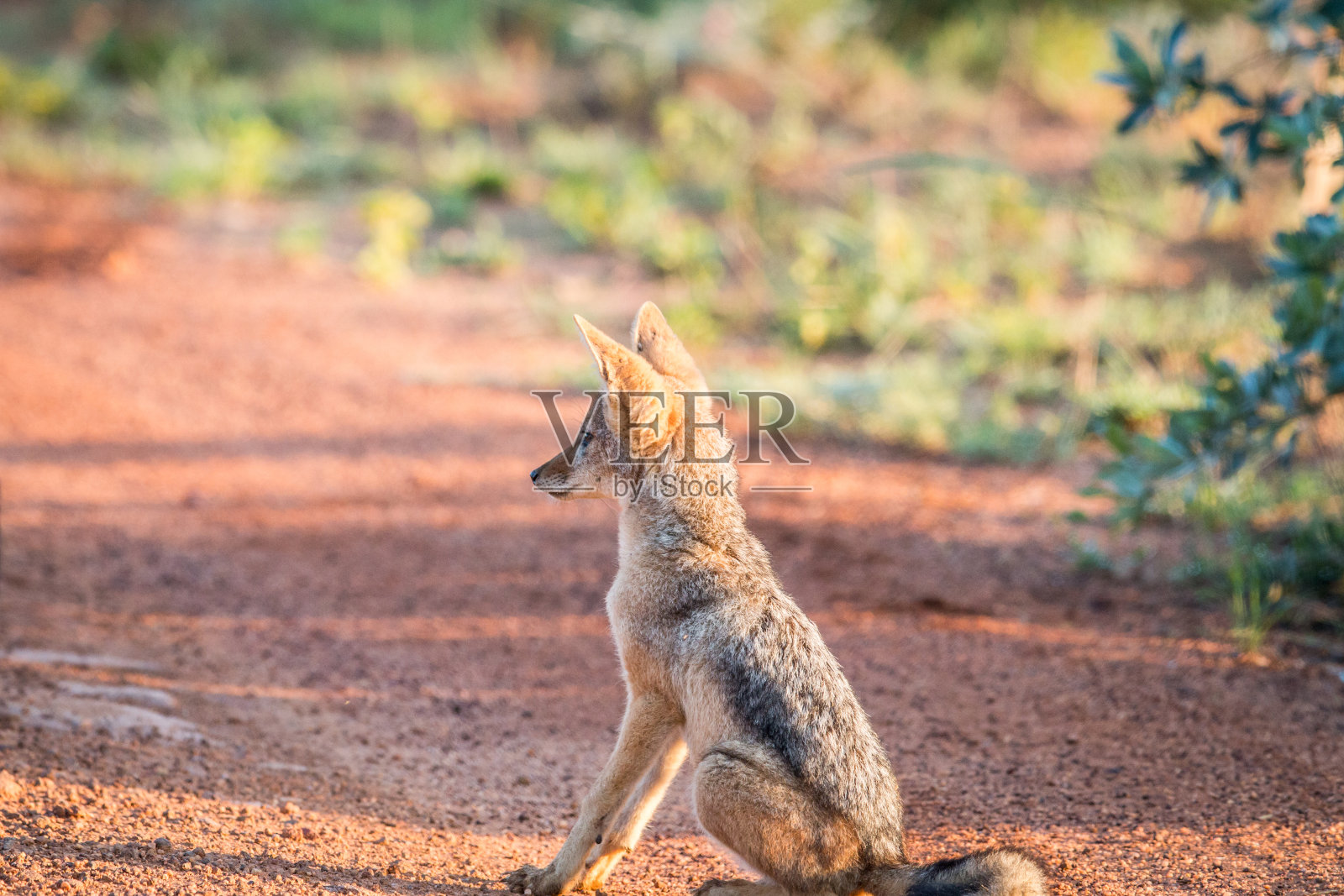 年轻的黑背胡狼坐在路上。照片摄影图片