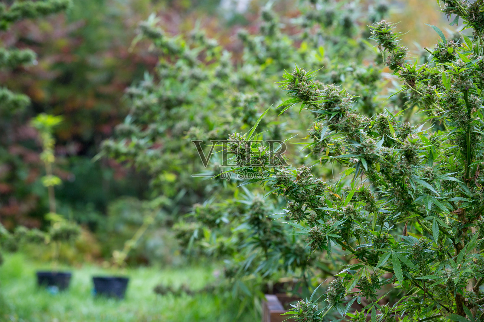 户外合法种植大麻。大部分修剪过的花蕾即将收获。大麻系列从种子到销售照片摄影图片