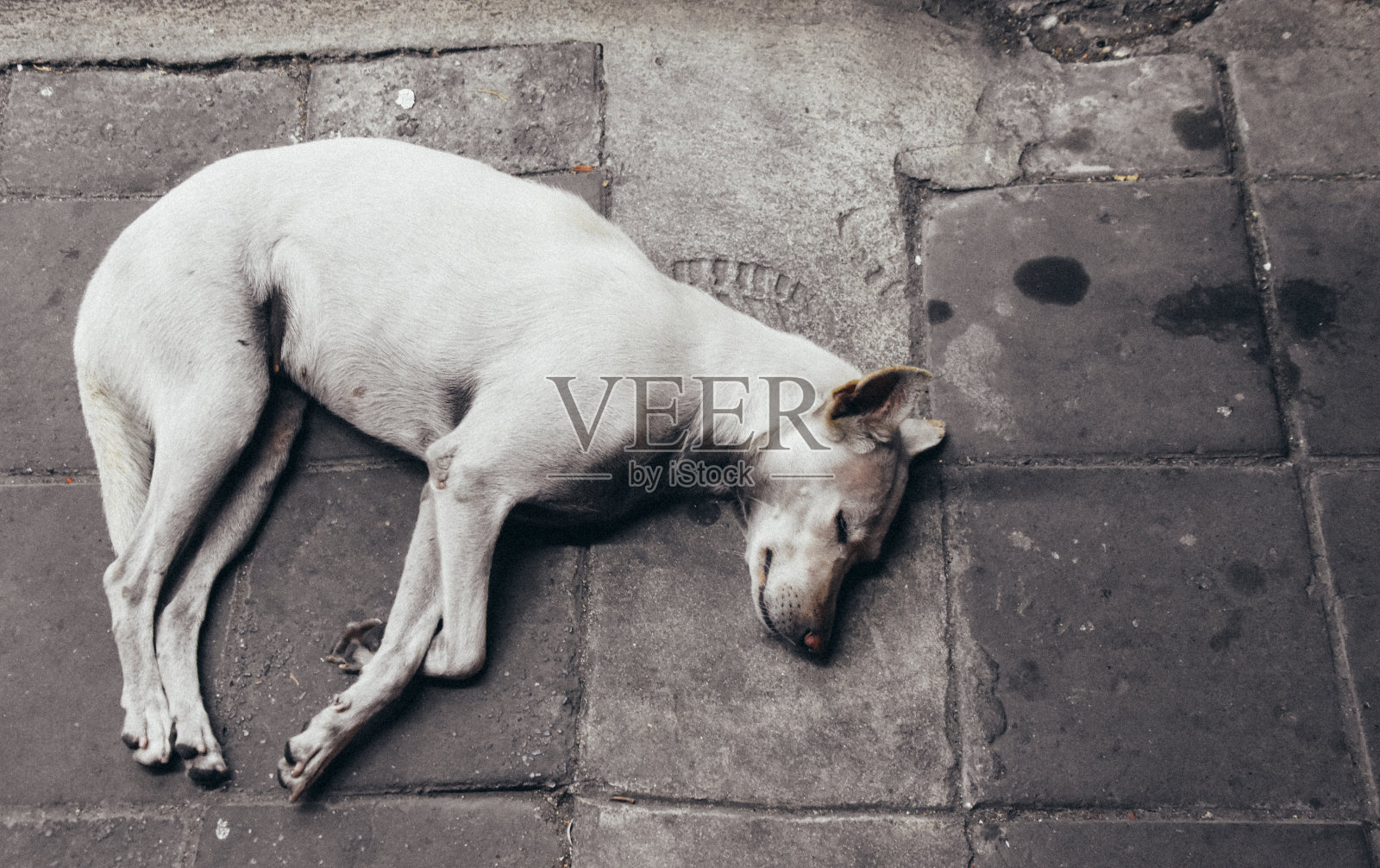 一只白色的流浪狗躺在人行道上。前视图照片摄影图片