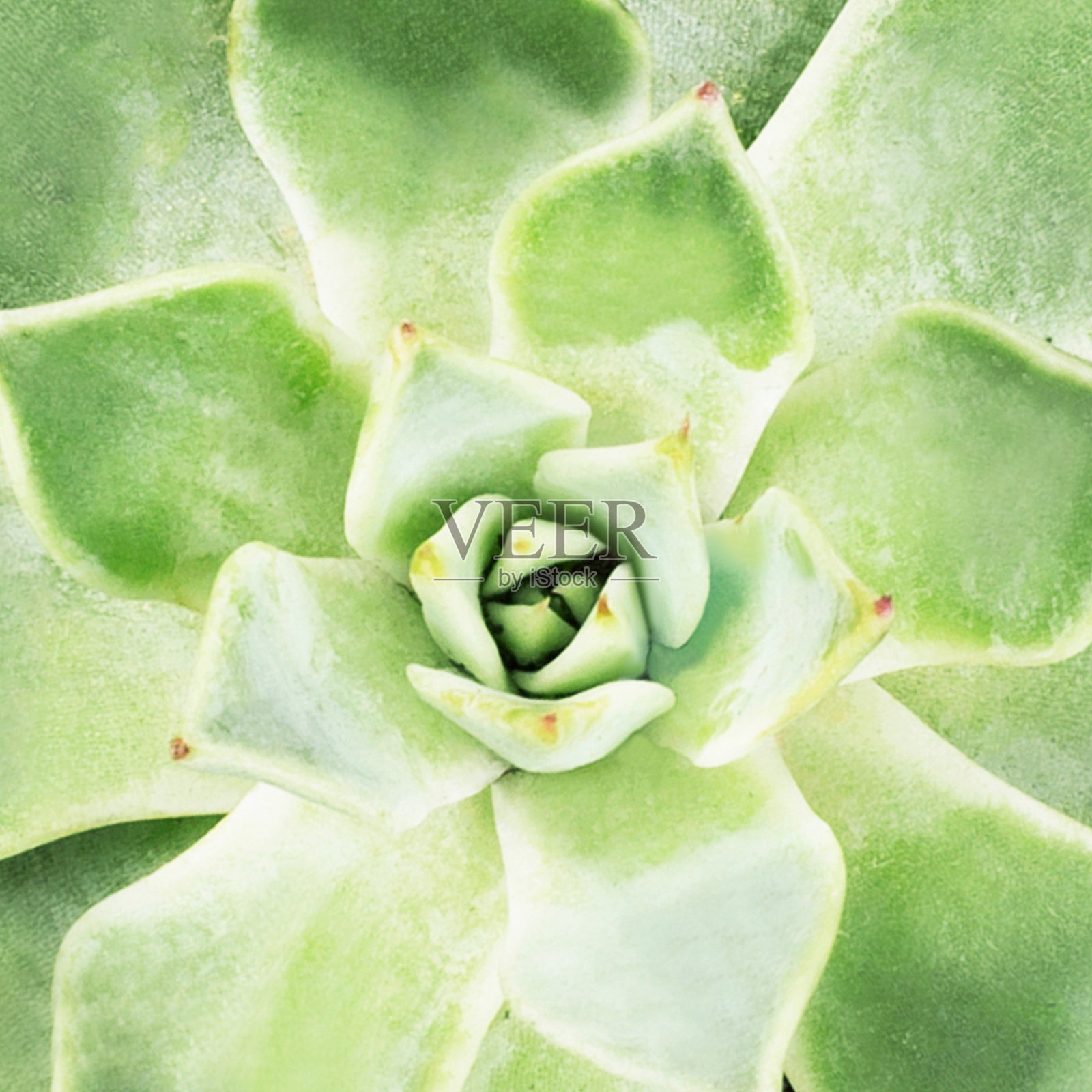 多汁的特写镜头。平的。俯视图照片摄影图片