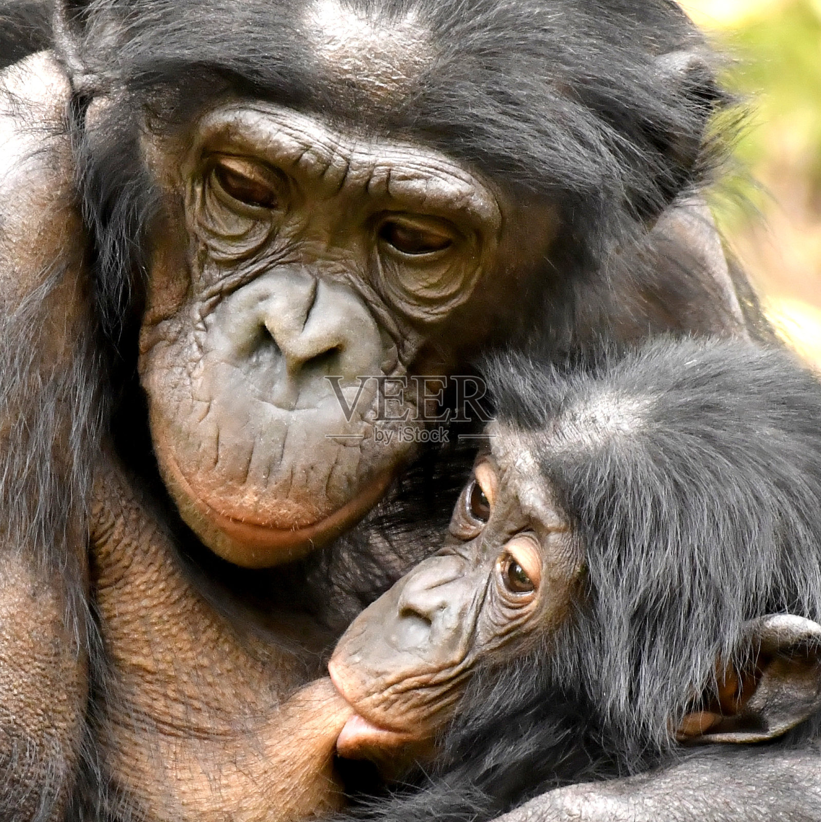 倭黑猩猩婴儿母乳喂养照片摄影图片