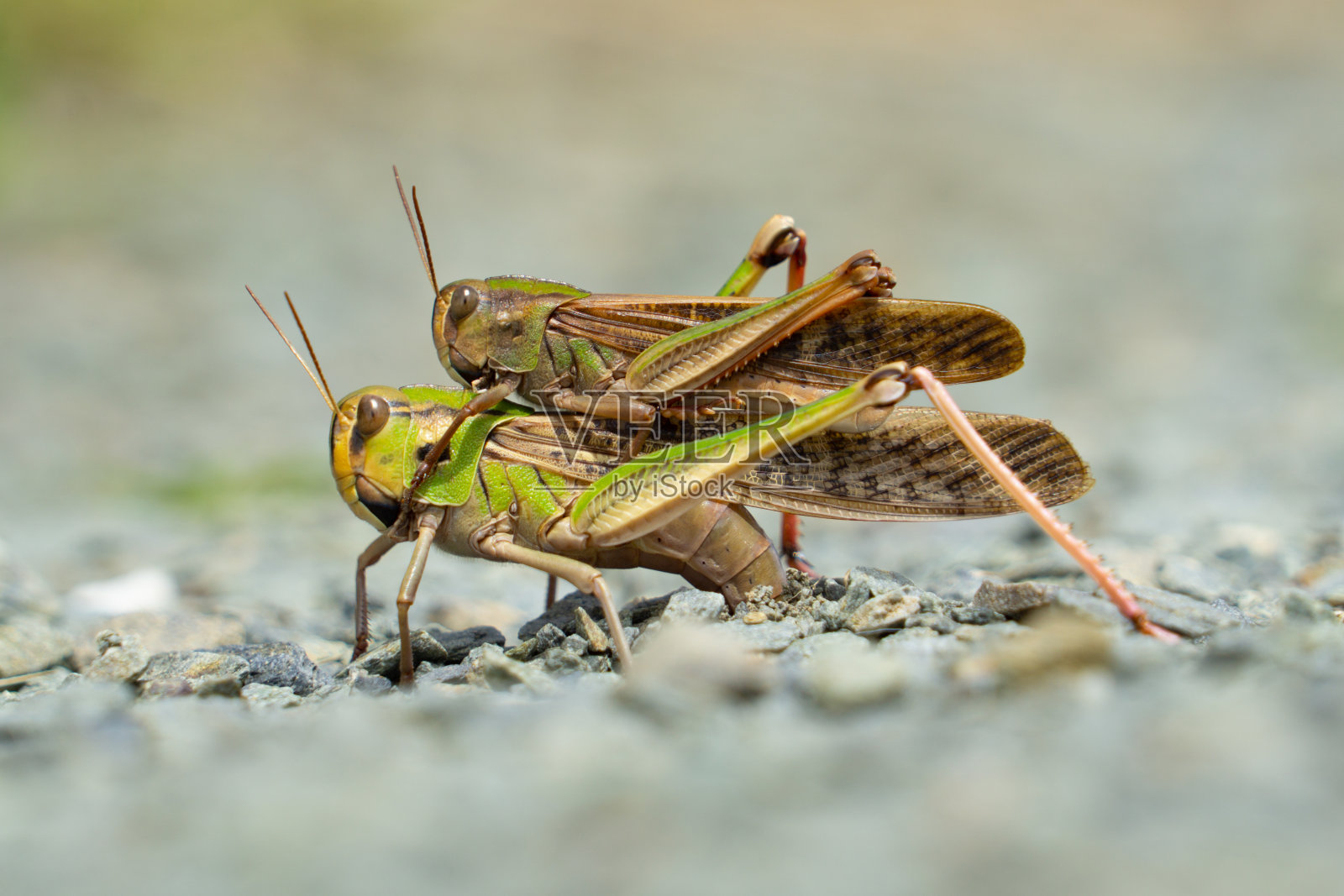 蚱蜢在地上有性繁殖照片摄影图片