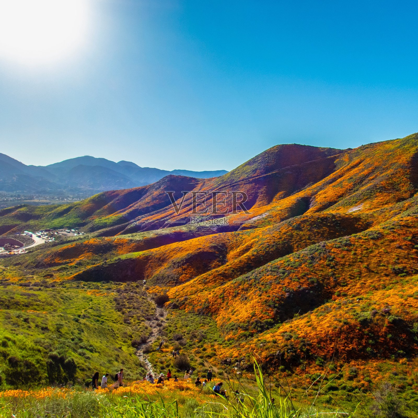 加州的野花照片摄影图片