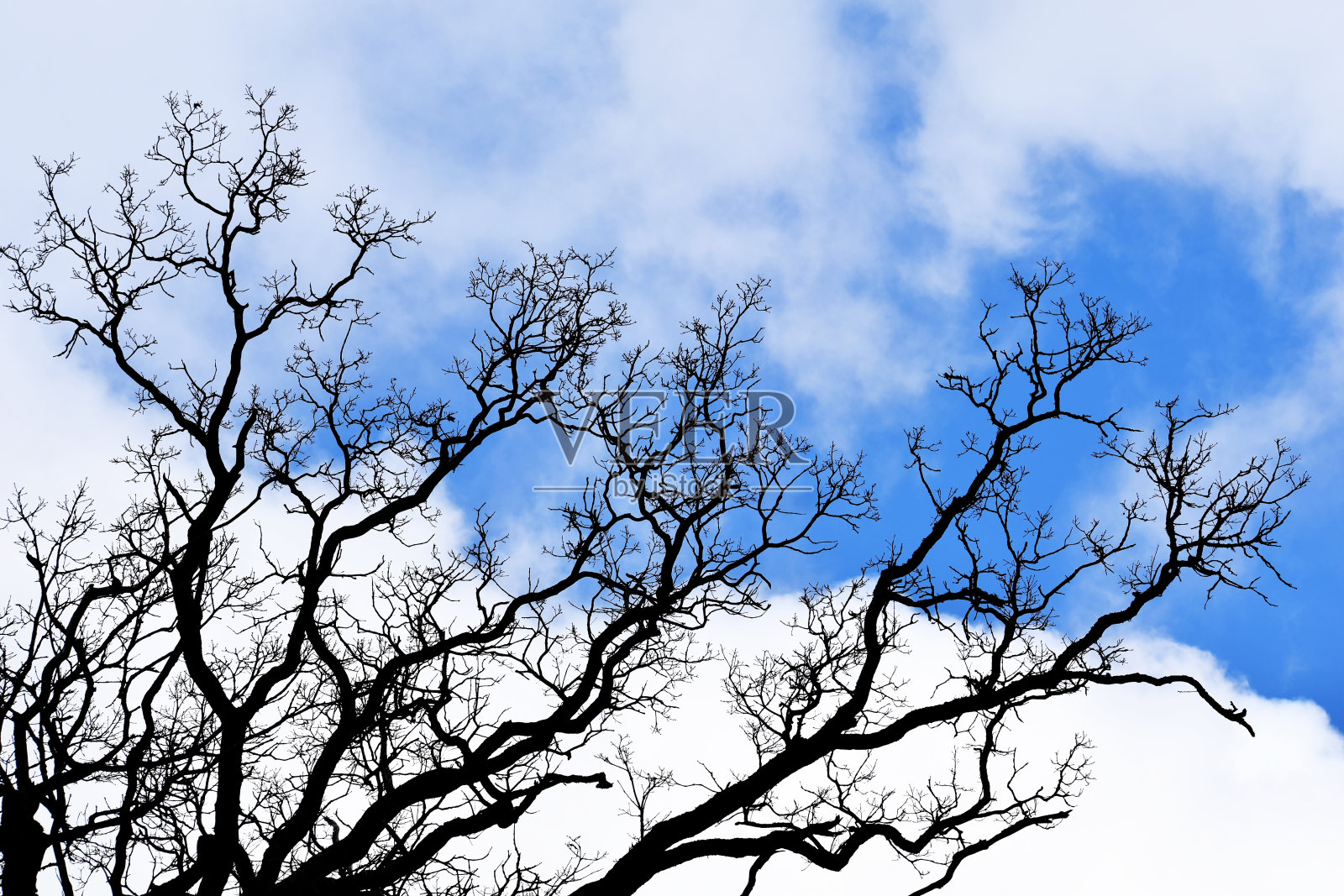 蓝天映出树枝的轮廓照片摄影图片