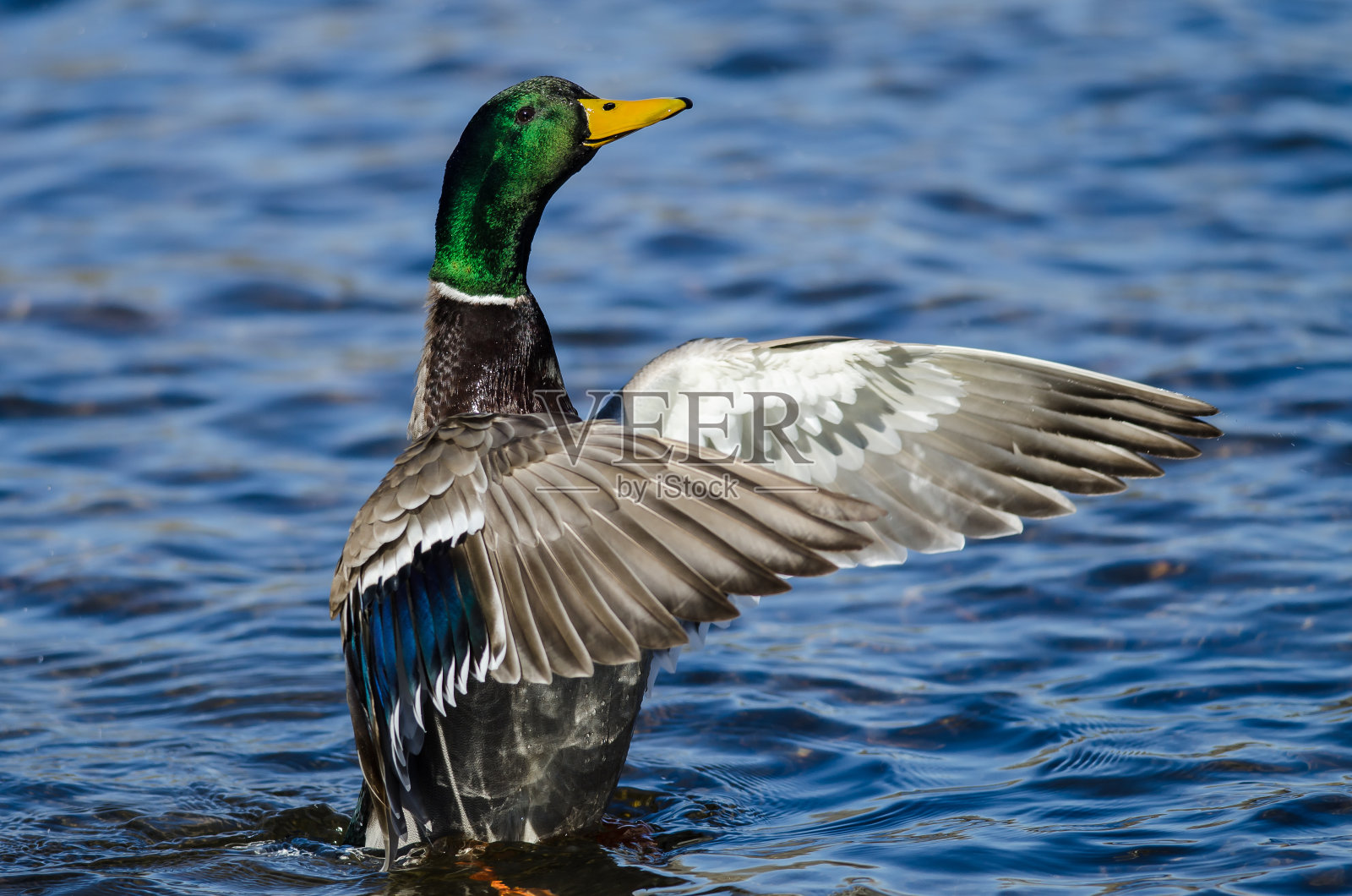 野鸭在水面上休息时展开翅膀照片摄影图片