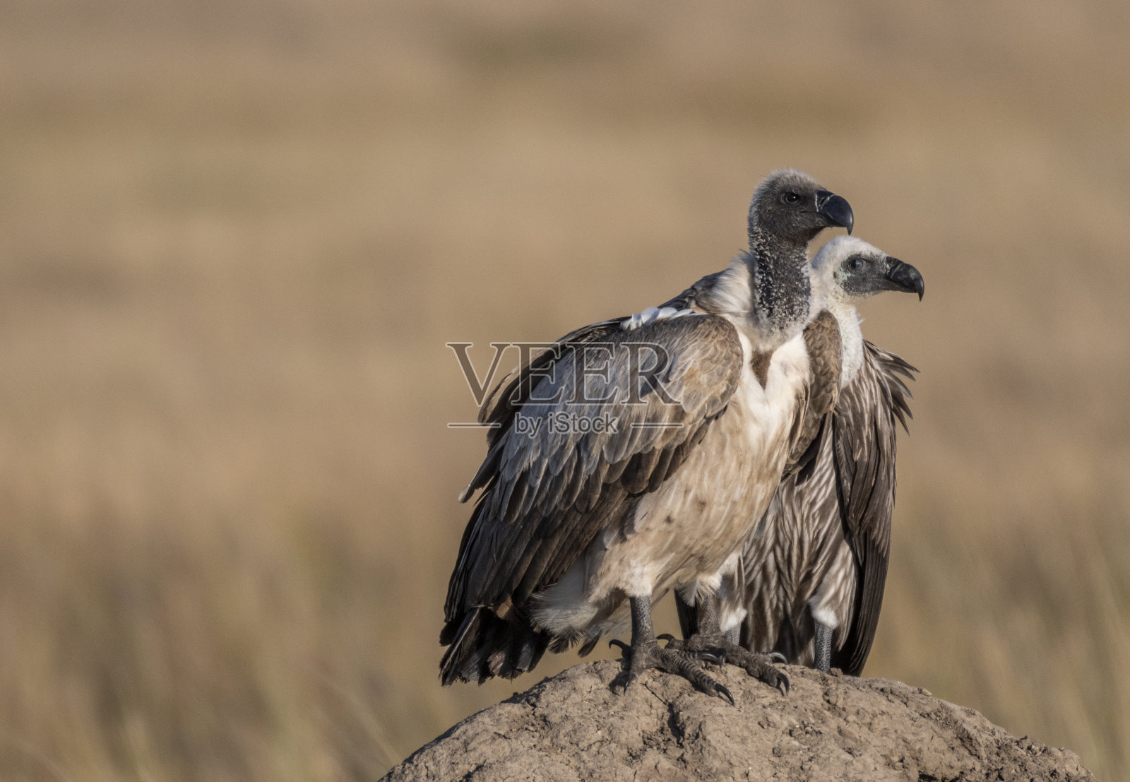 一对非洲白背秃鹫在马赛马拉寻找猎物照片摄影图片