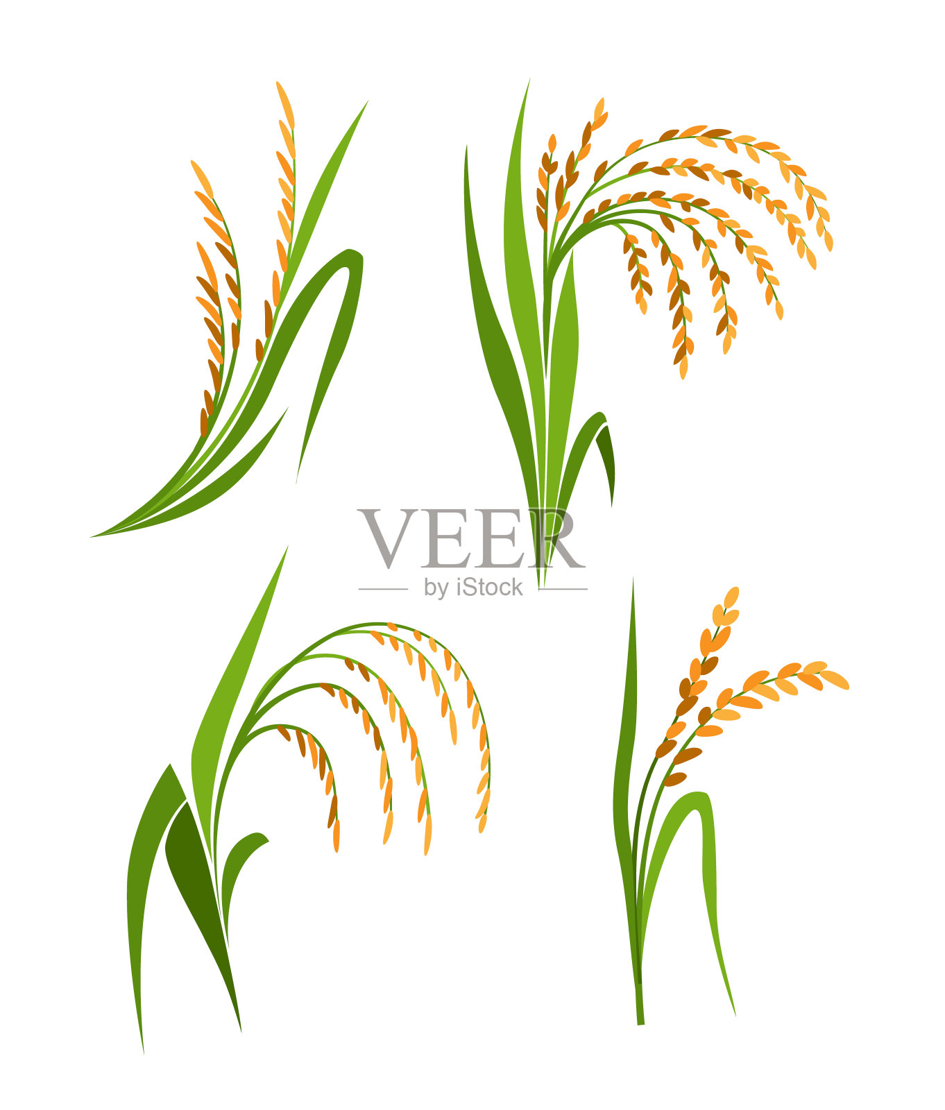 水稻植物集合，矢量隔离设计元素插画图片素材