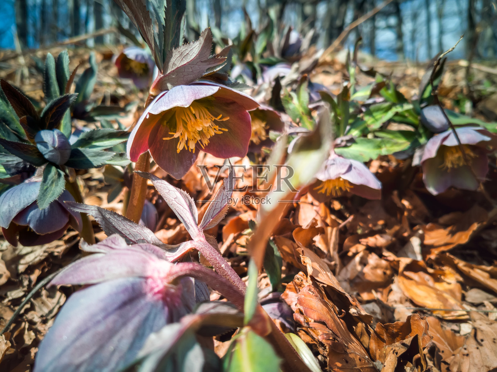 高山混交林中的嚏根草。嚏根草在春天很早就开花，而且有毒。照片摄影图片
