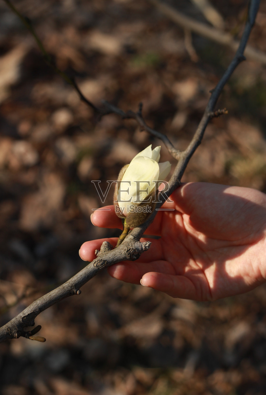 白玉兰花握在女性手中。春天开花照片摄影图片