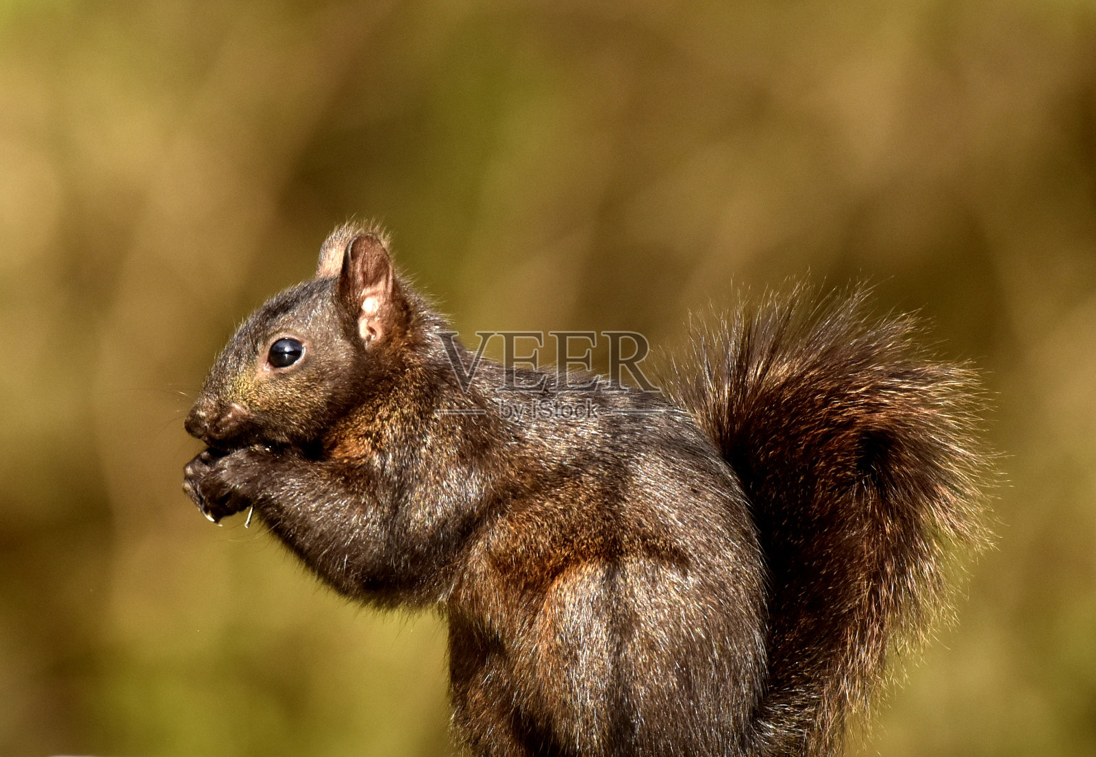 黑色松鼠melanistic照片摄影图片