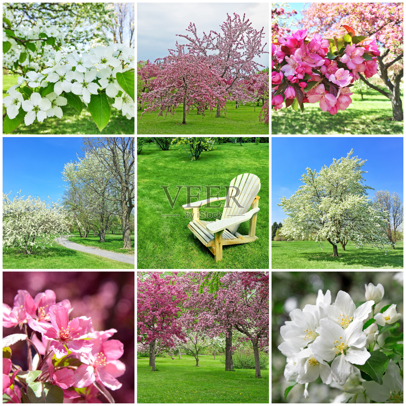 盛开的春树拼贴照片摄影图片