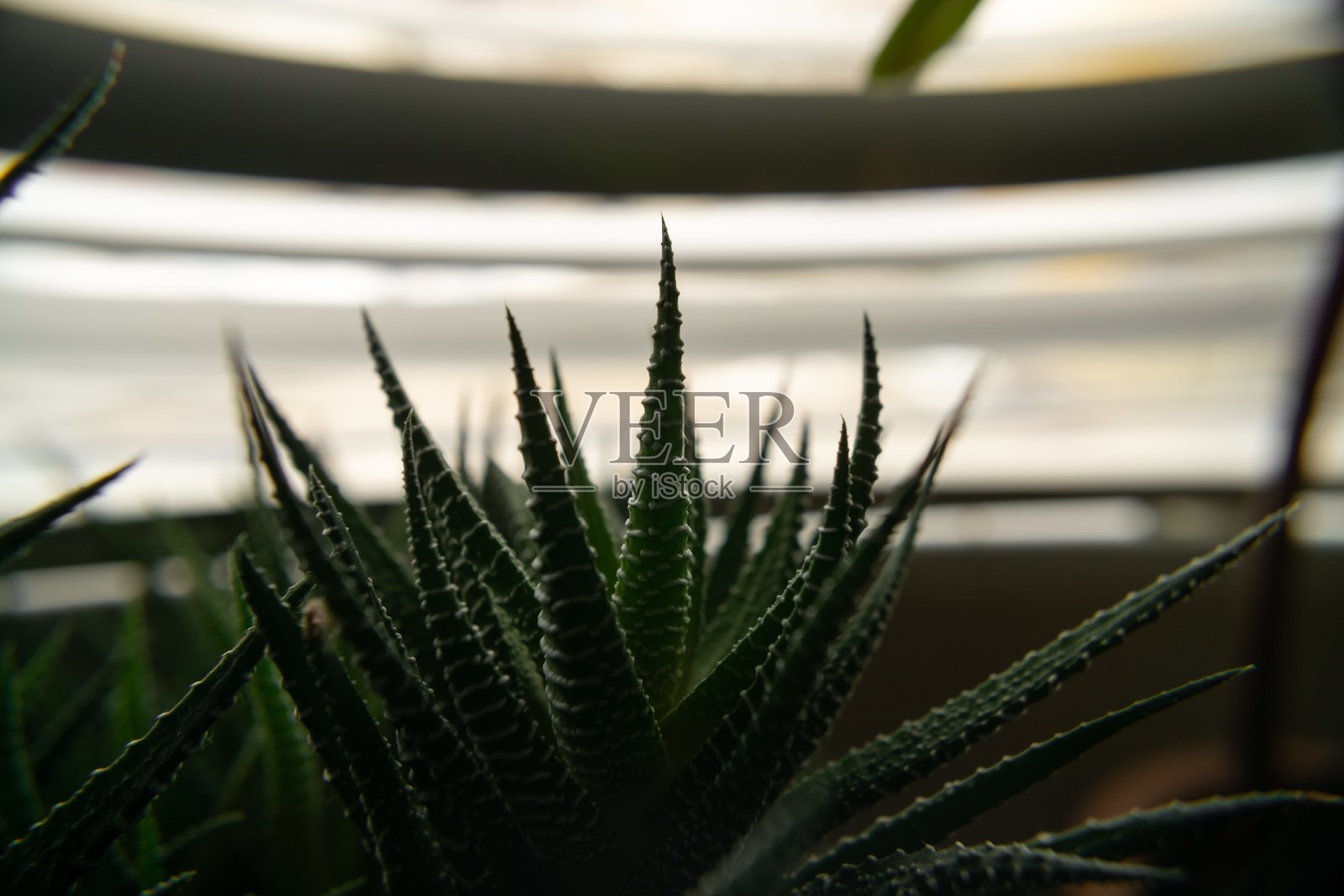 详细介绍芦荟或芦荟属植物。照片摄影图片