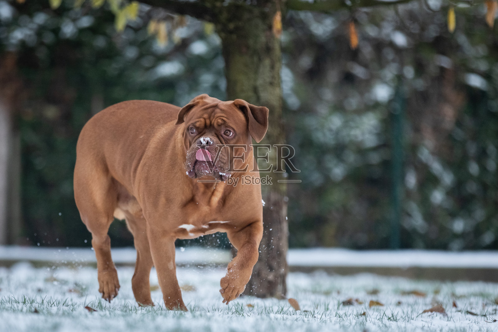 雪地里的法国獒犬照片摄影图片