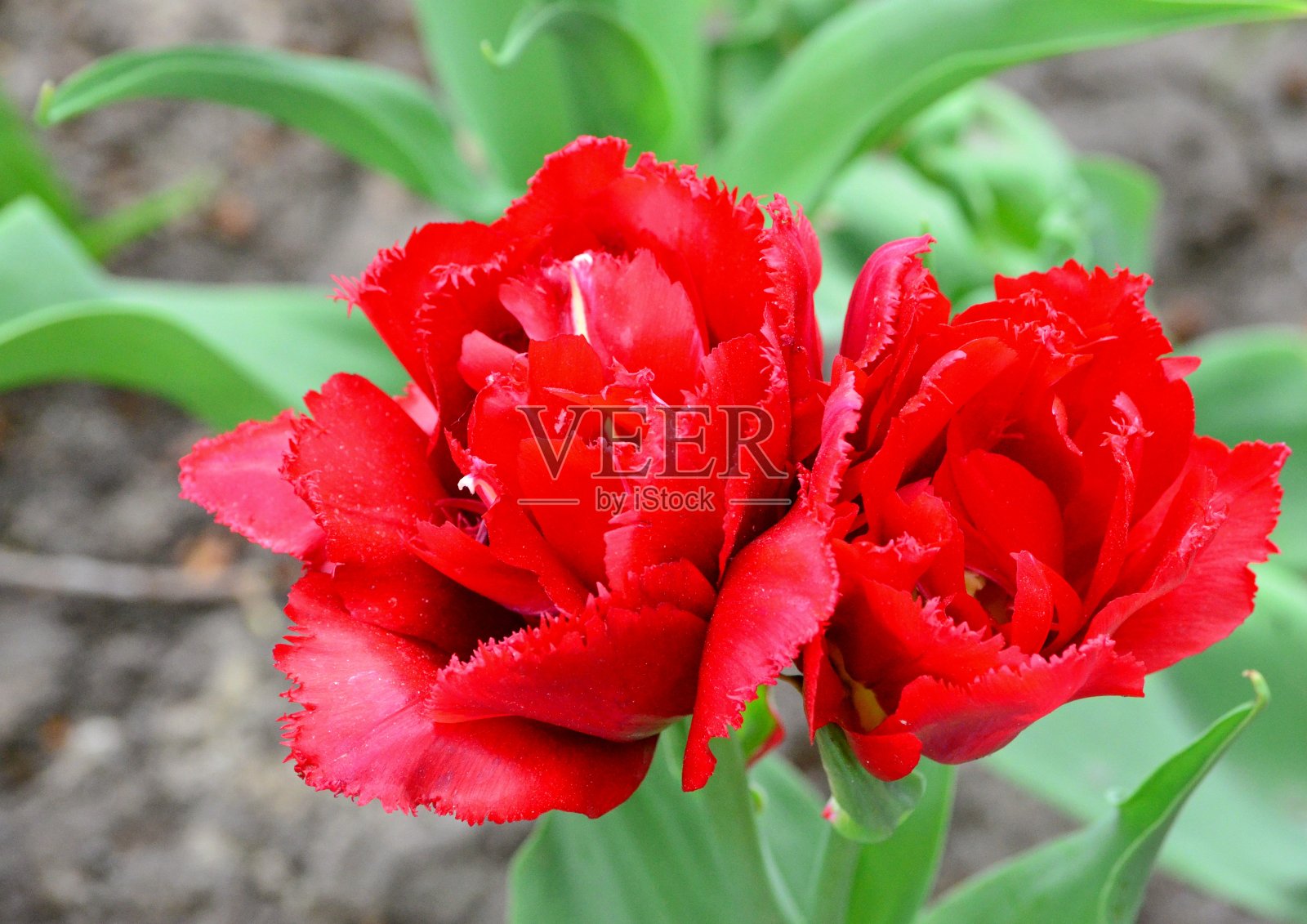 鲜亮的红色郁金香盛开在春天的花坛上，春暖花开照片摄影图片