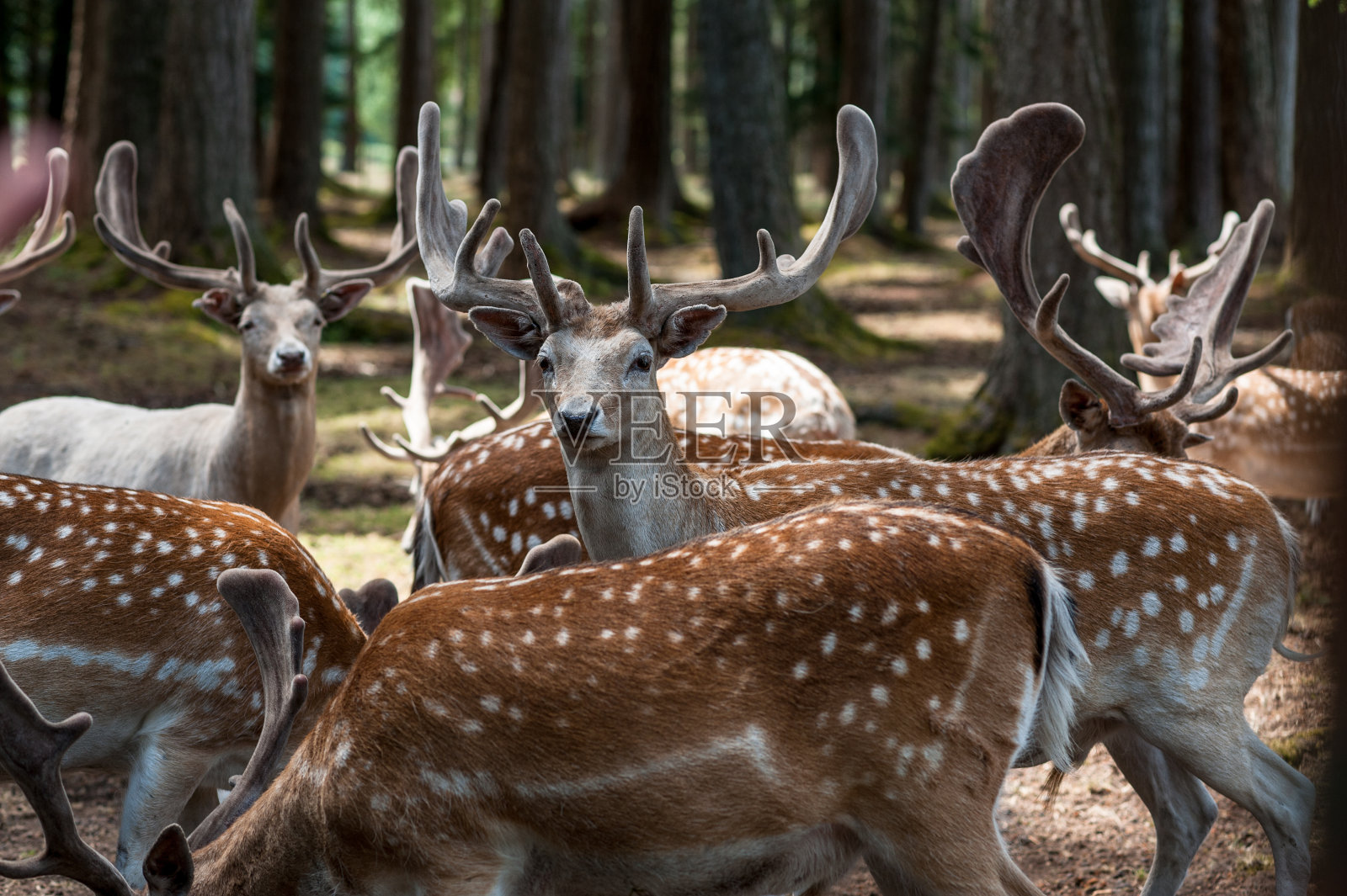 一群休闲鹿照片摄影图片