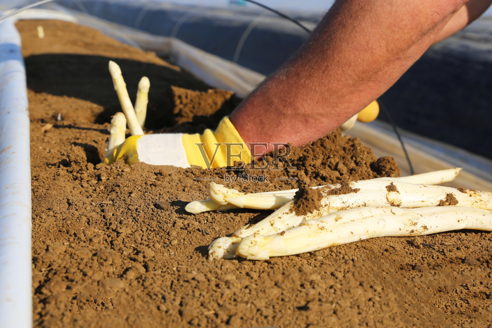 芦笋收割照片摄影图片
