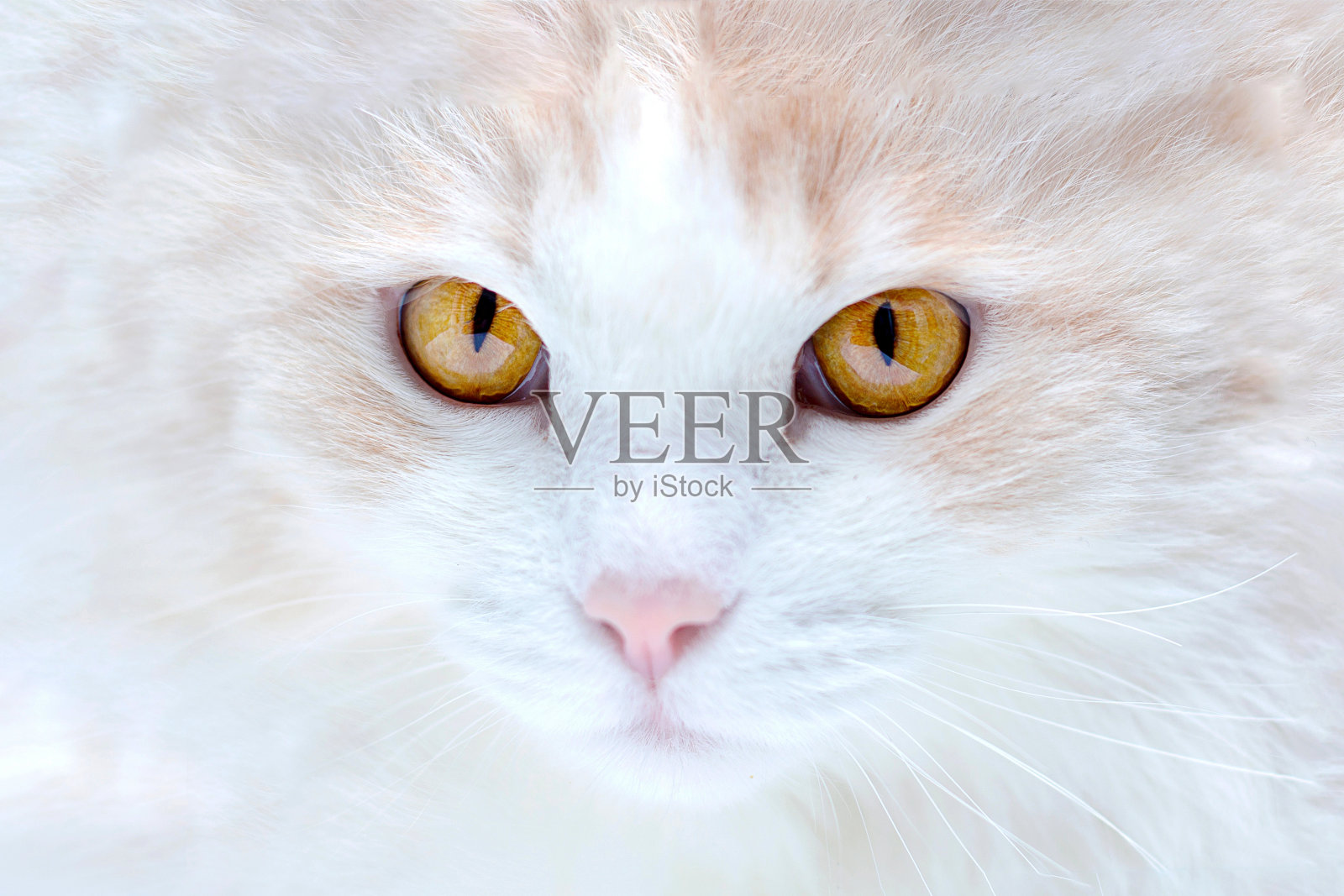 白色土耳其安哥拉猫的肖像照片摄影图片