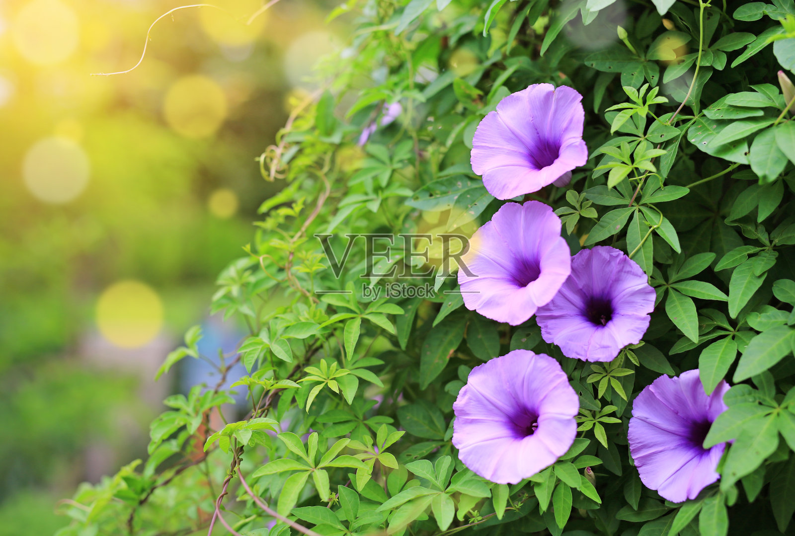 紫色的花，泰国人称为爆竹植物，被称为杂草和香草与阳光和散焦射线。照片摄影图片