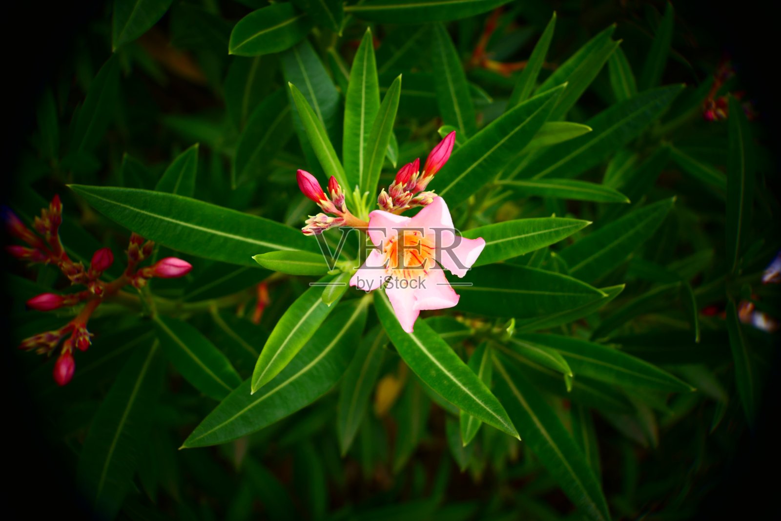 美丽的自然景观和鲜花照片摄影图片