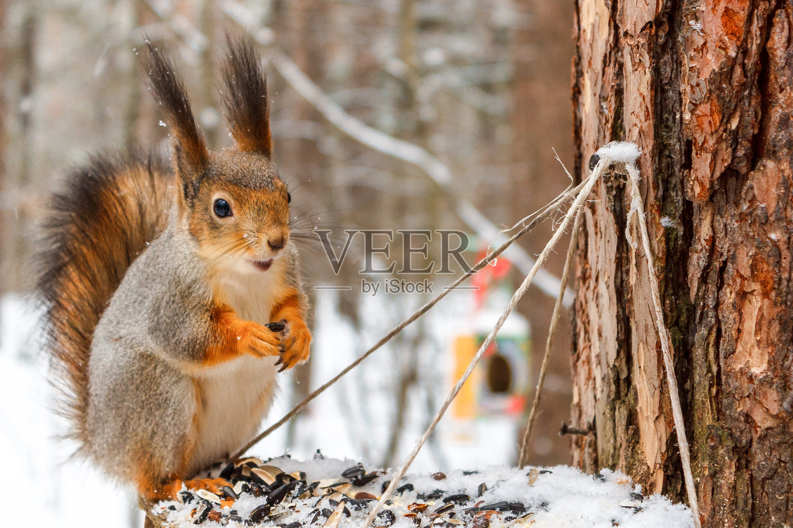冬季森林里的喂食器上的红松鼠。照片摄影图片