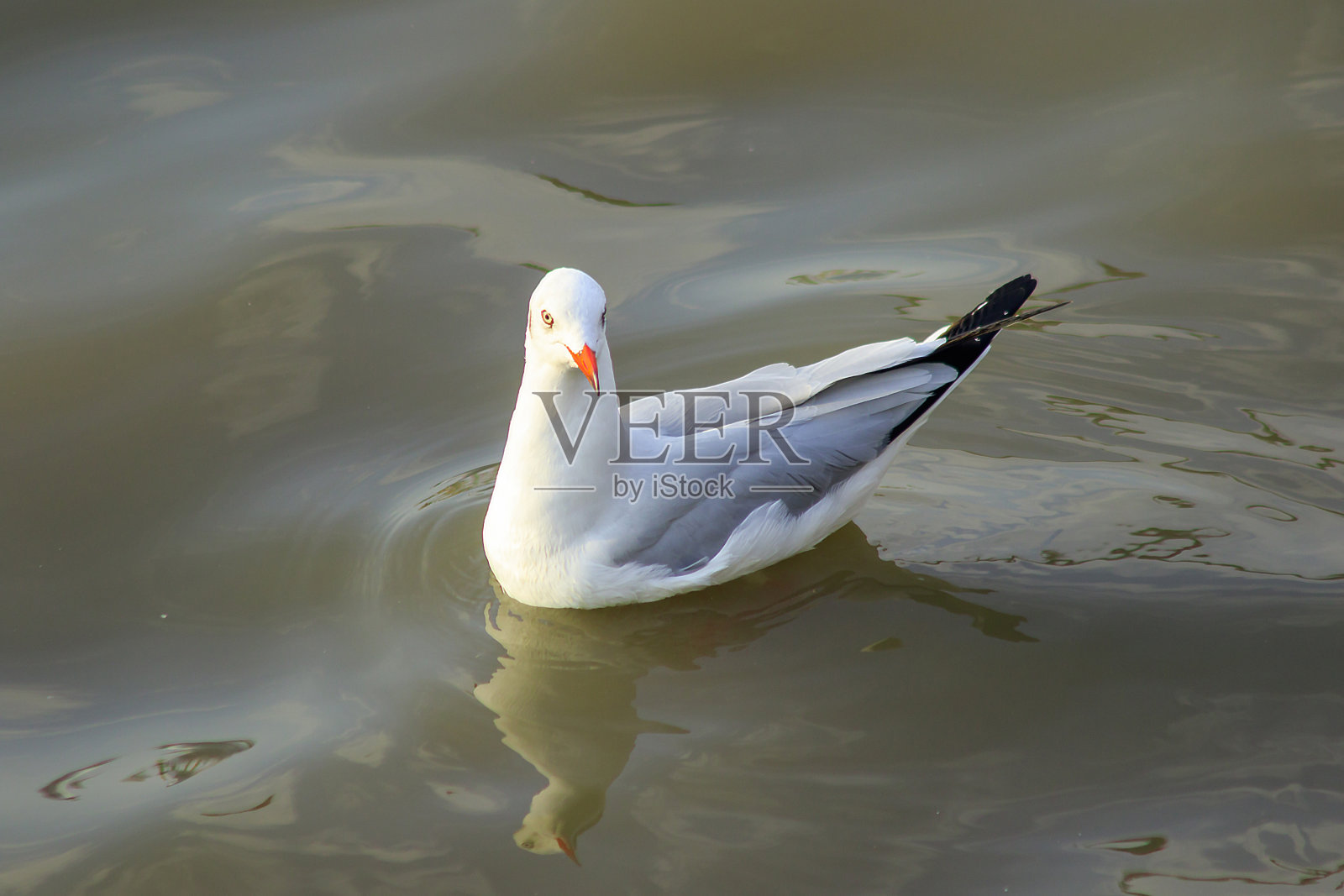 海鸥在水中照片摄影图片