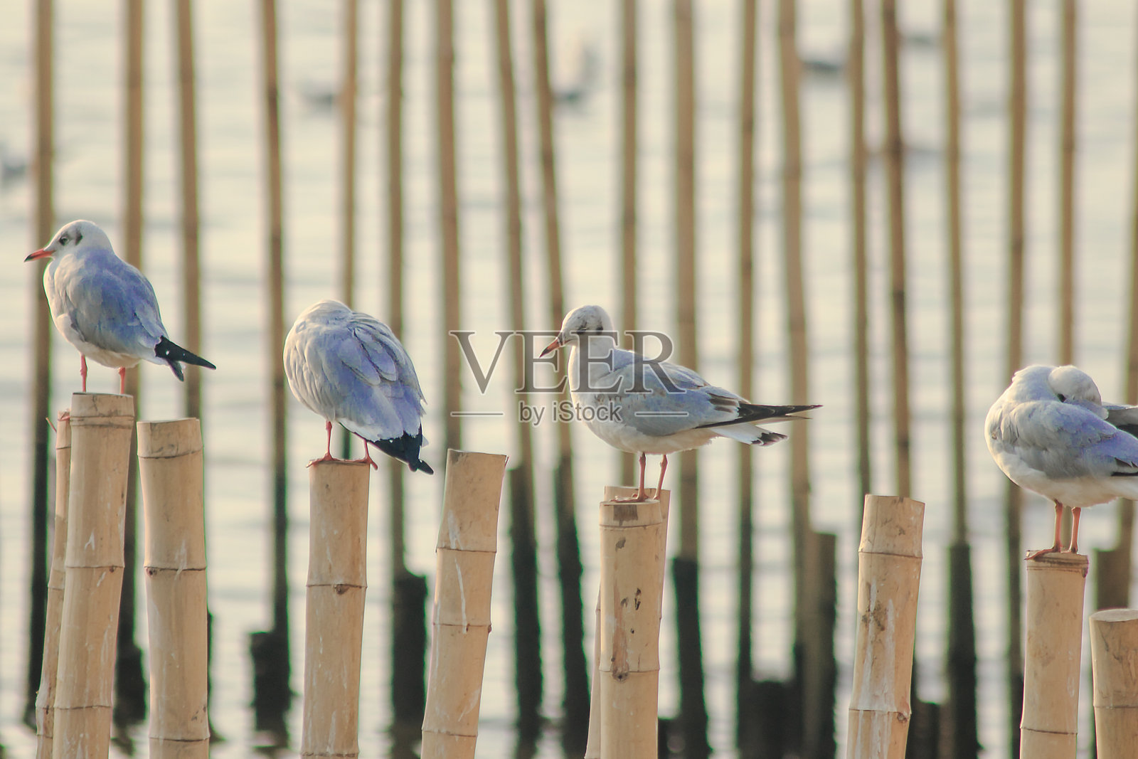 海鸥在竹海上照片摄影图片