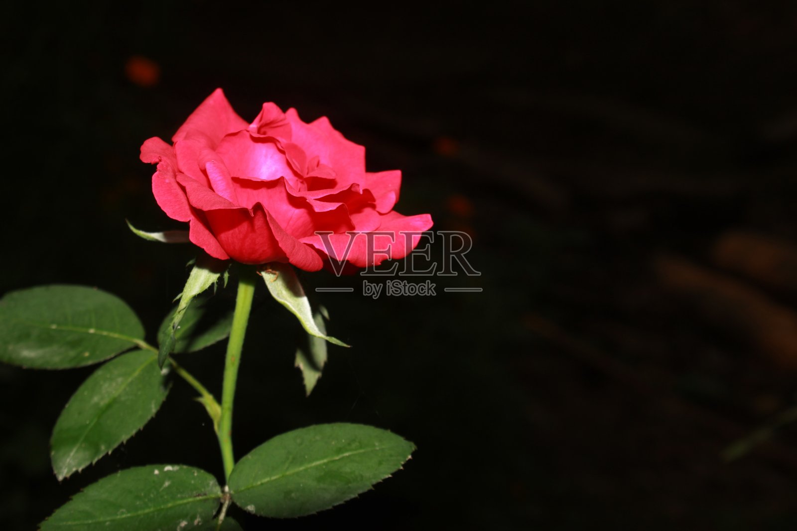 红色玫瑰照片摄影图片