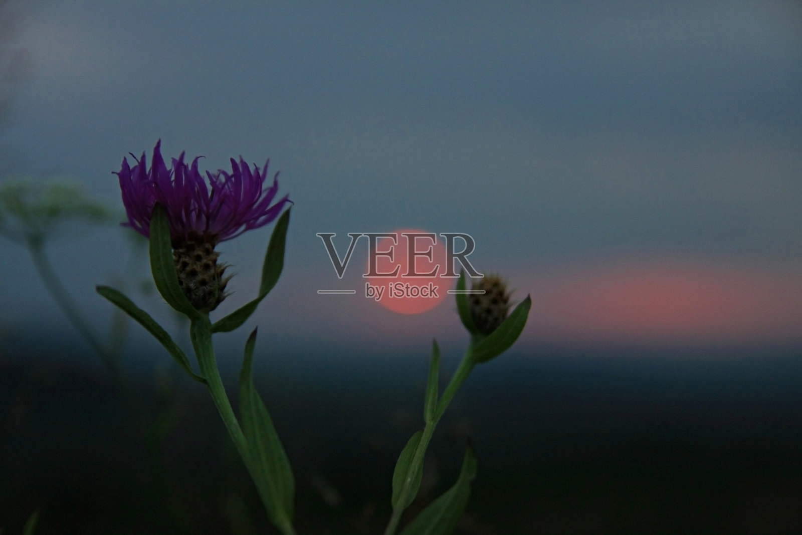 花在傍晚的光在红色的月光。照片摄影图片