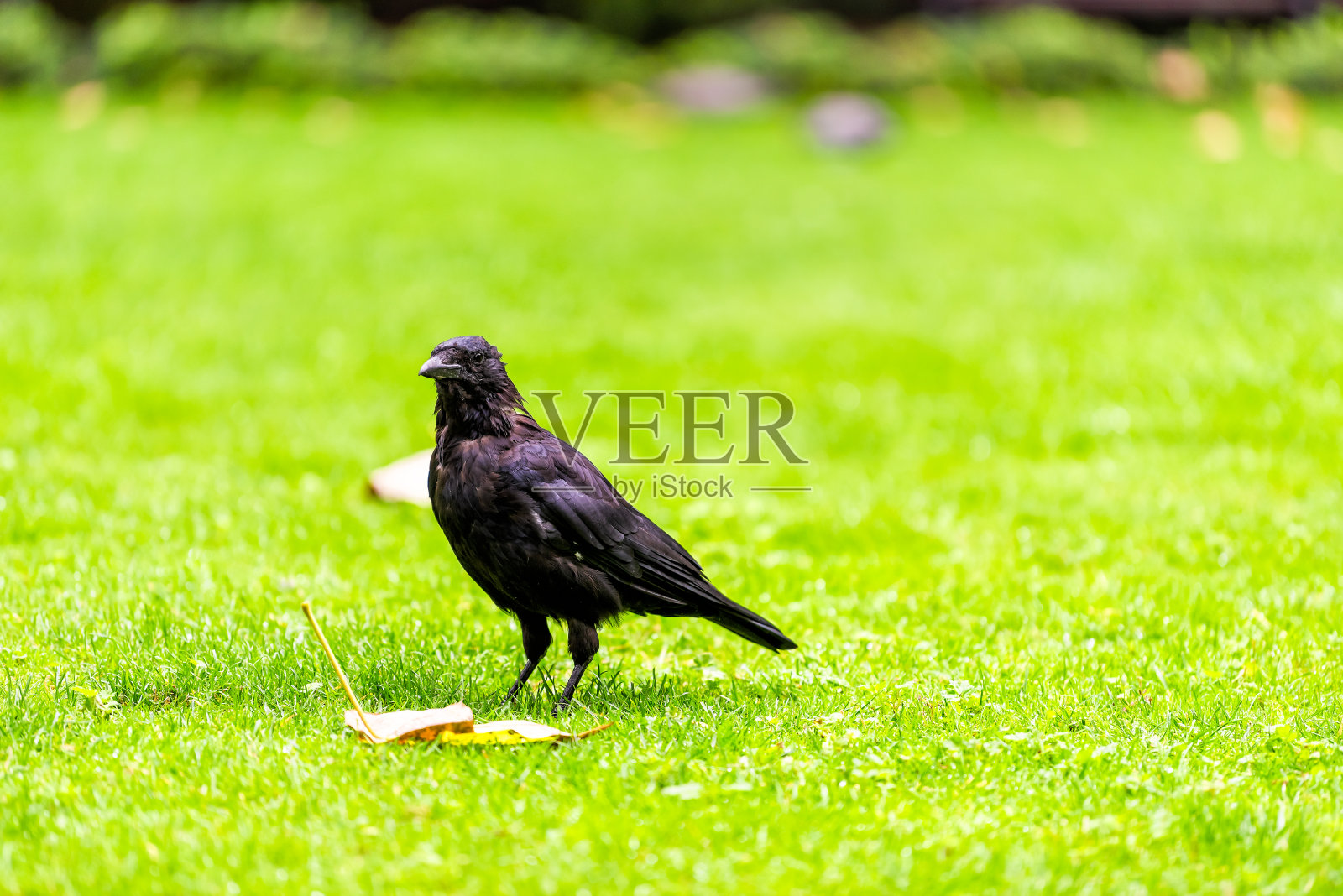 乌鸦在伦敦，英国站在草地上的树叶秋叶近景黑乌鸦鸟照片摄影图片