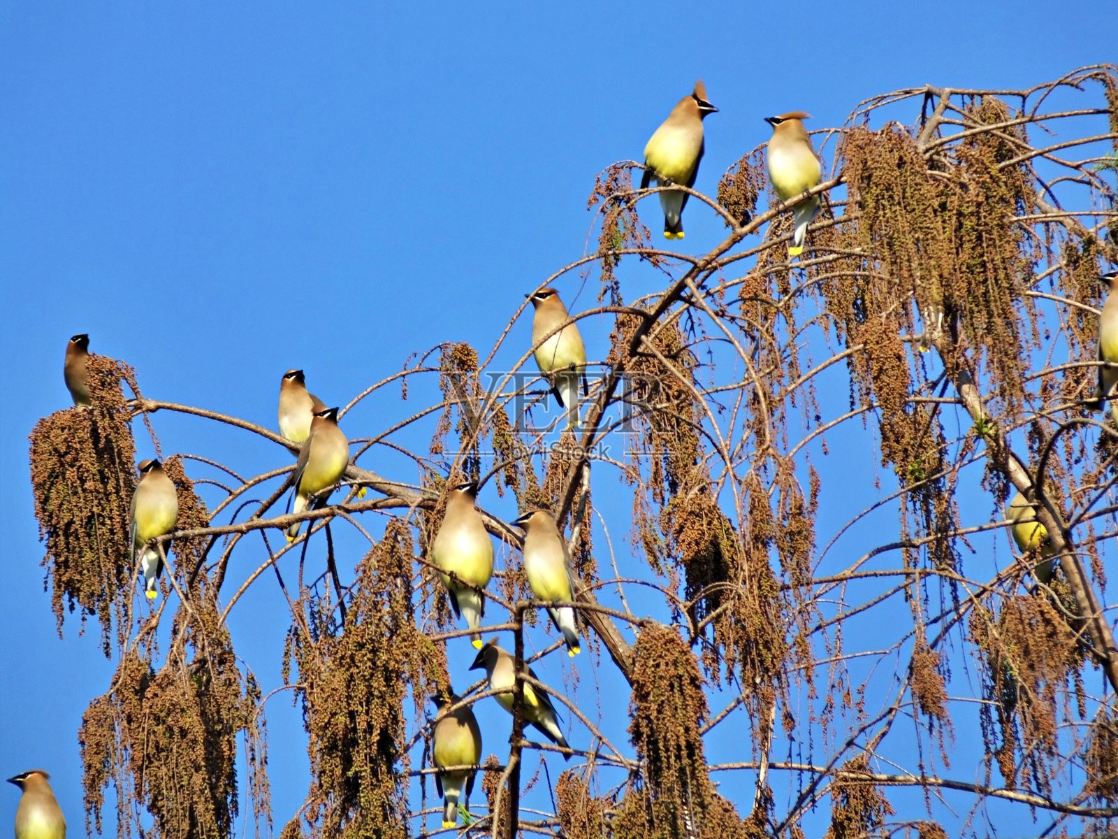 雪松蜡翼(Bombycilla cedrorum)栖息在佛罗里达的一棵树上照片摄影图片