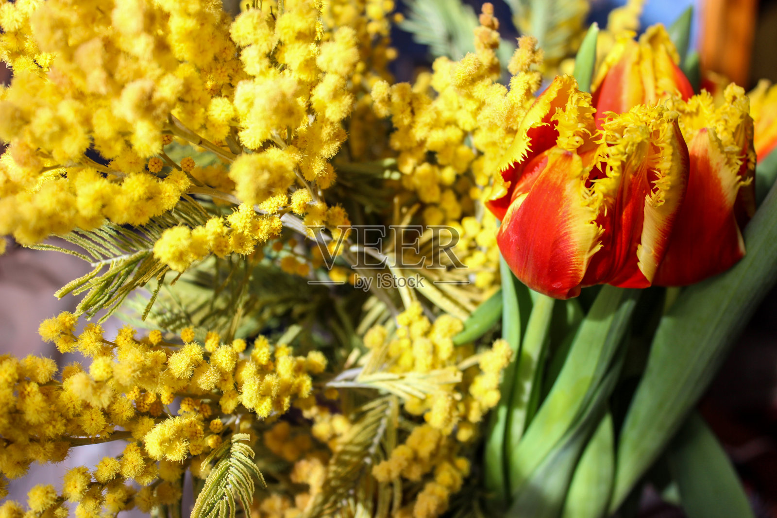 春天的气味。含羞草和郁金香。照片摄影图片
