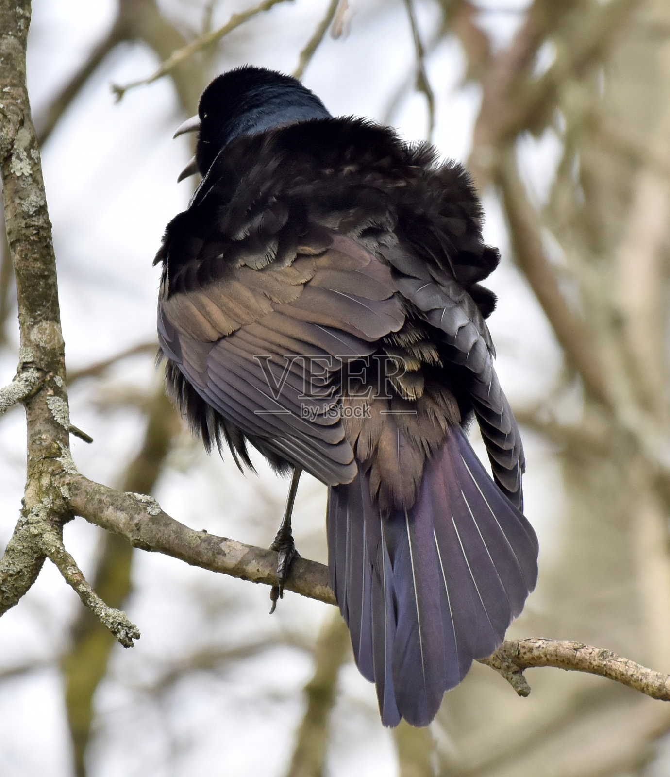 白头翁之类照片摄影图片