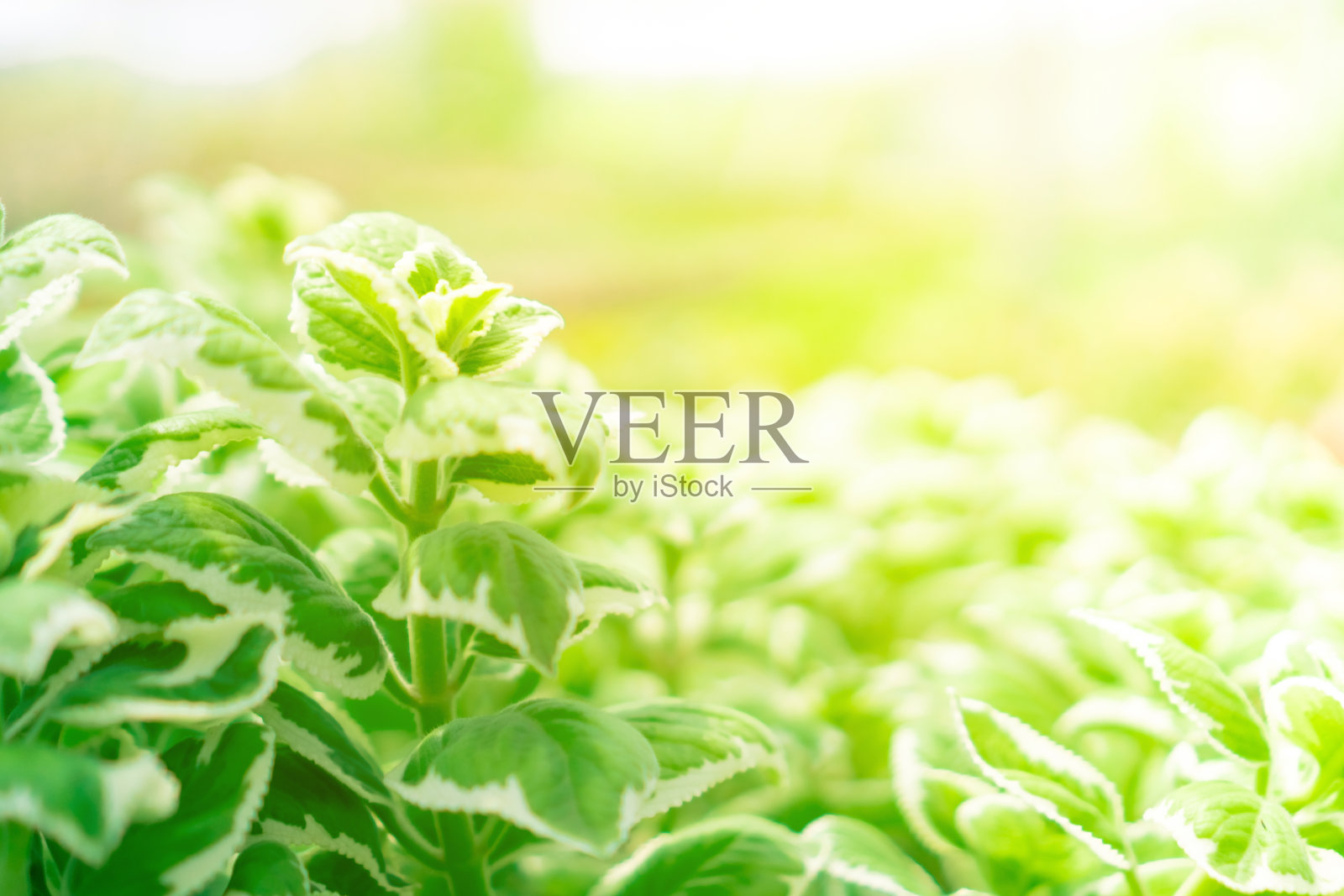 在温室背景中选择性聚焦多种仙人掌。照片摄影图片