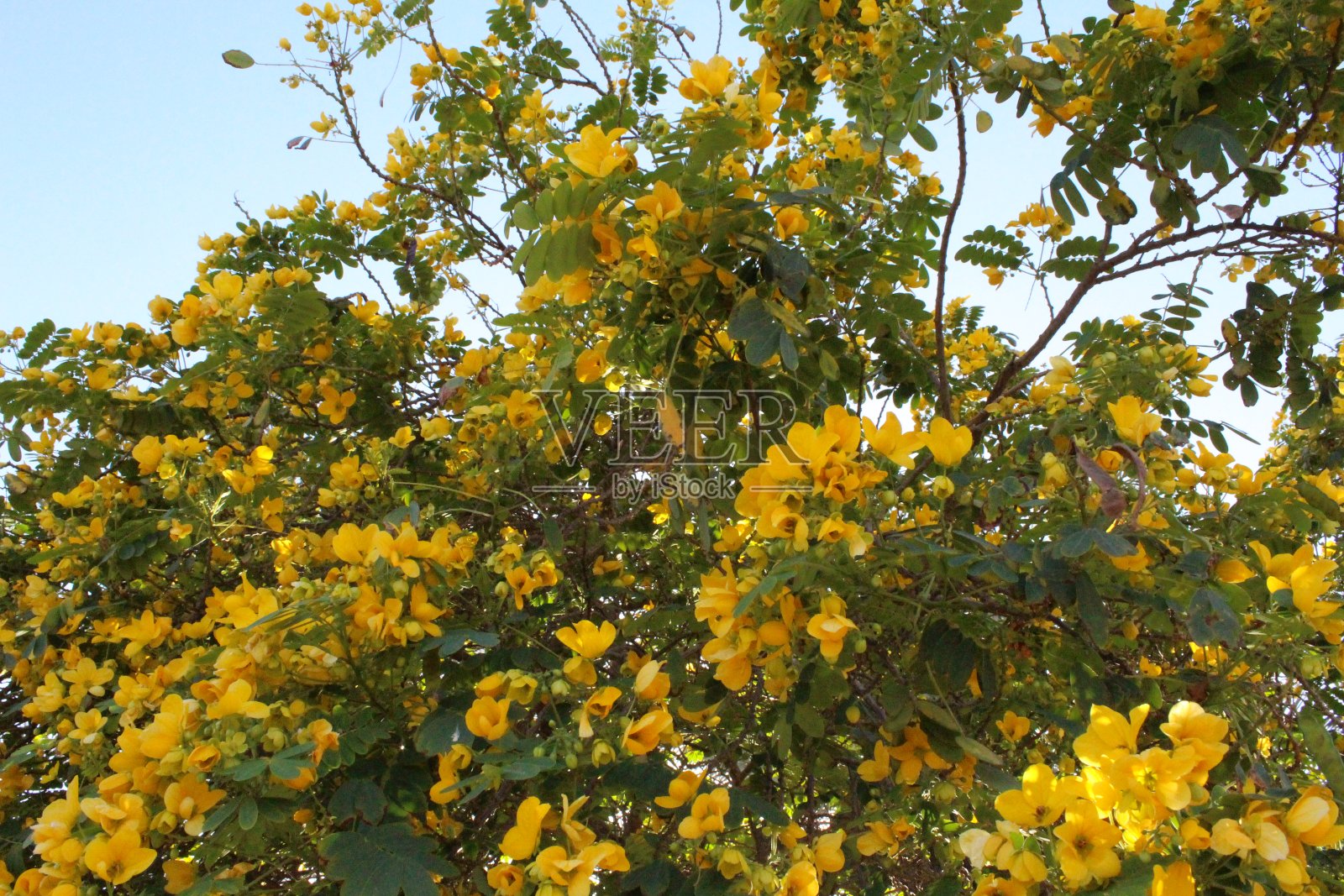花园中盛开的三角梅照片摄影图片